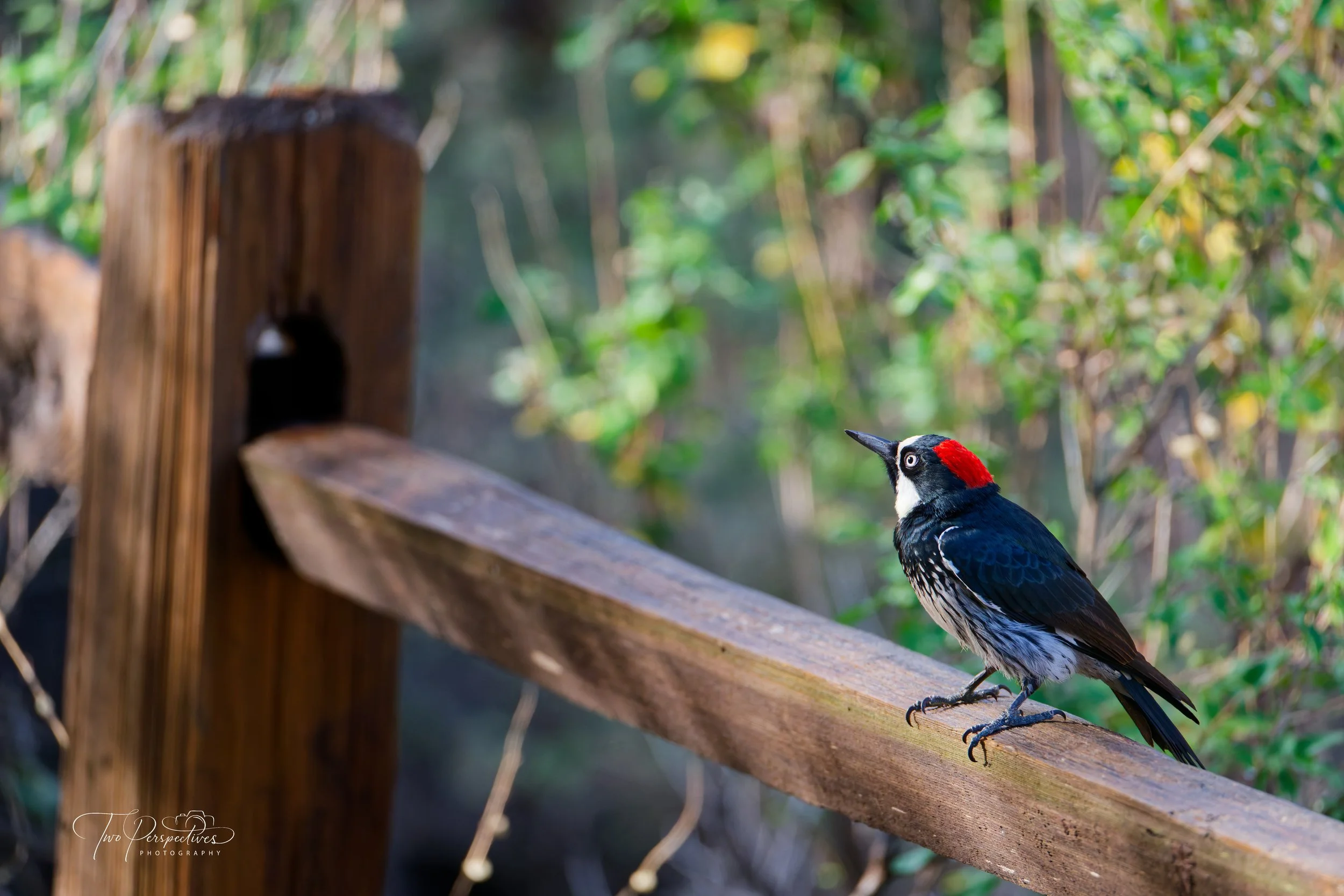 Acorn Woodpecker 2.jpg