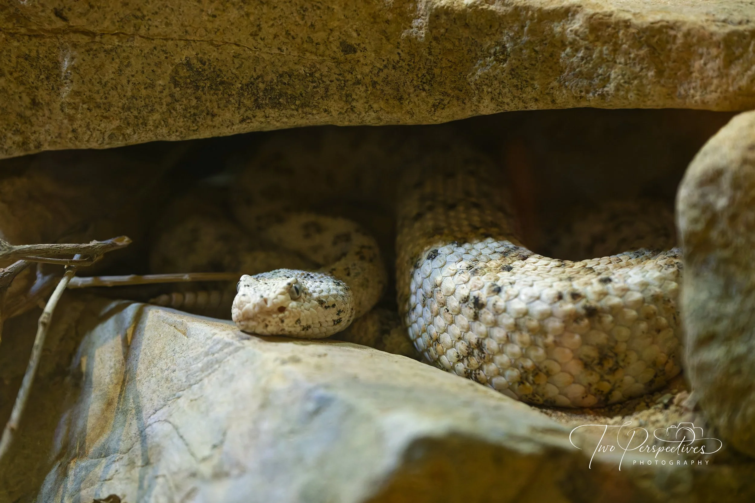 Southwestern Speckled Rattlesnake.jpg