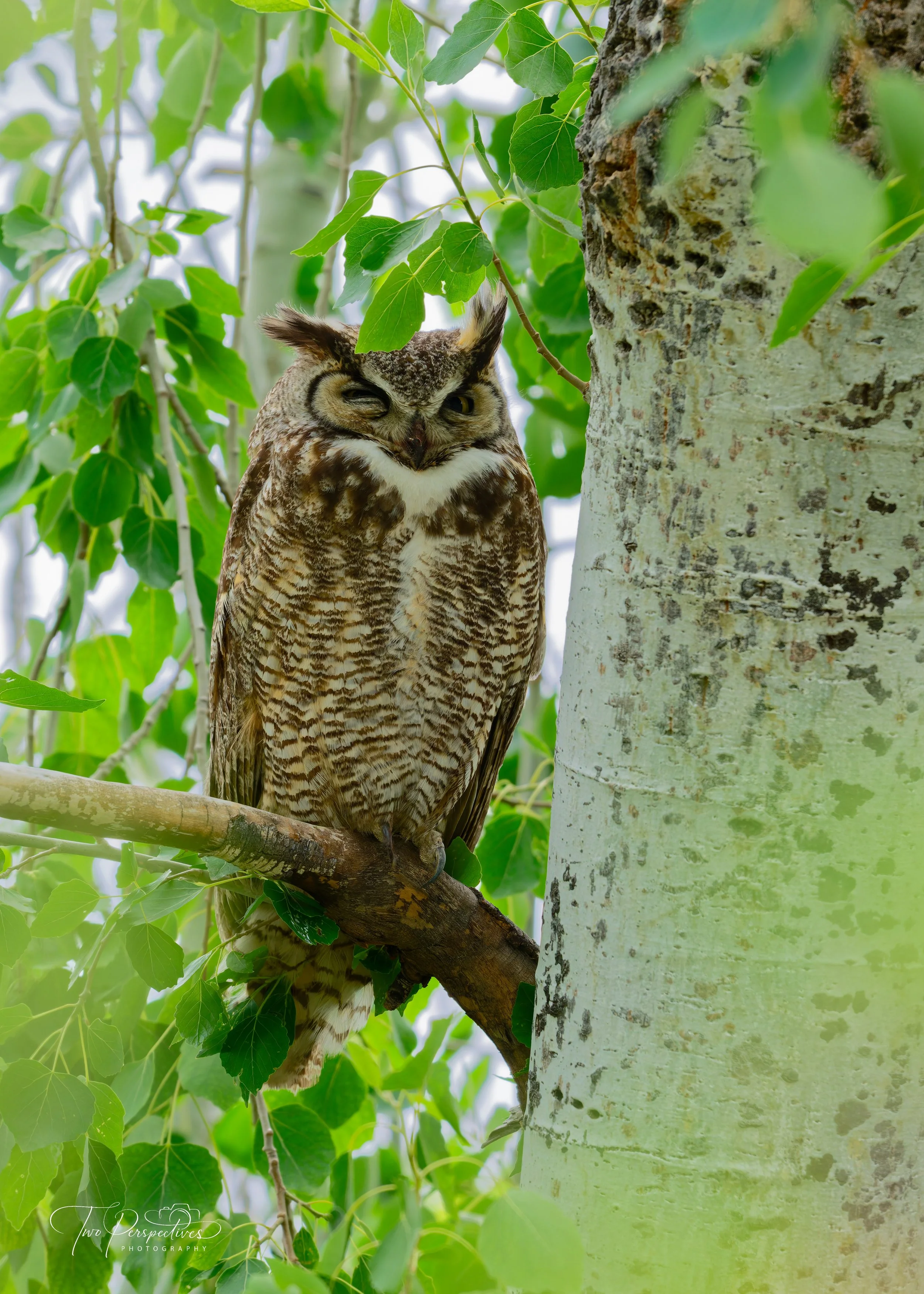 Great Horned Owl.jpg