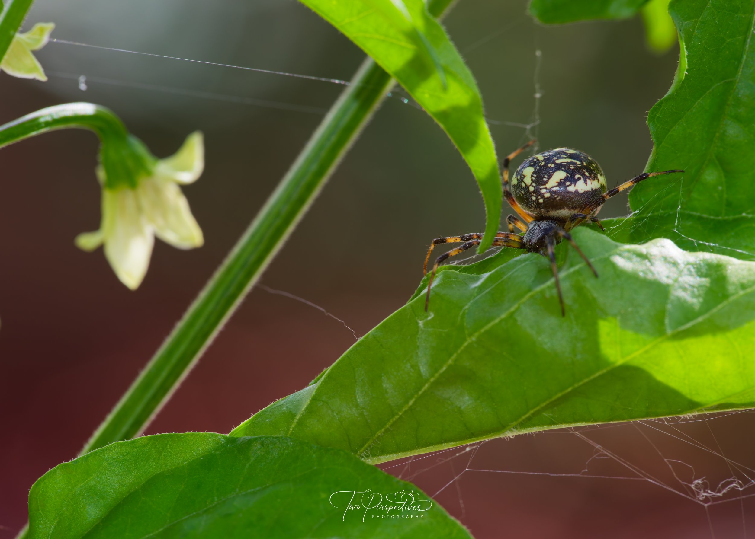 Western Spotted Orbweaver.jpg