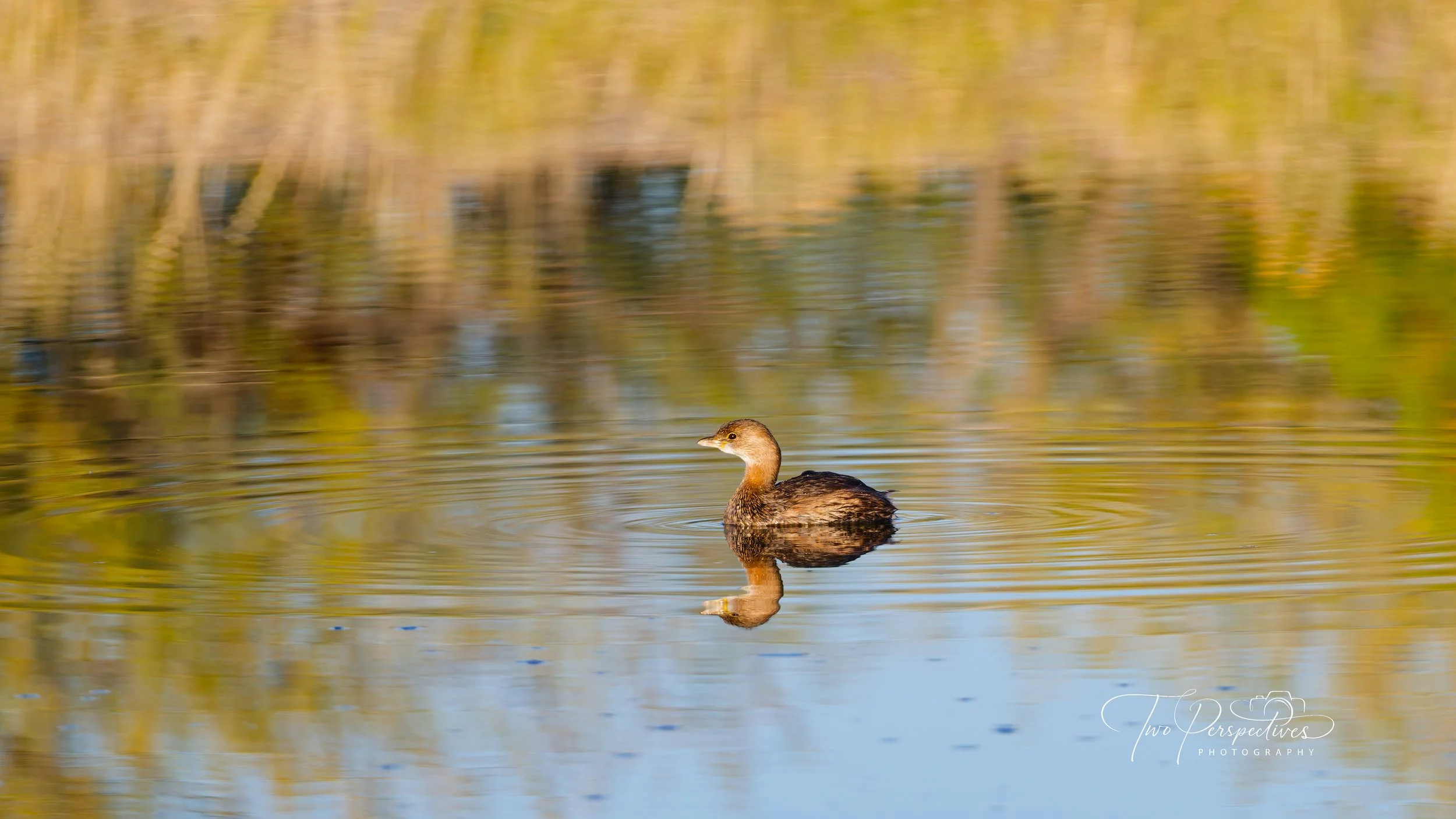 Pied-billed Grebe.jpg