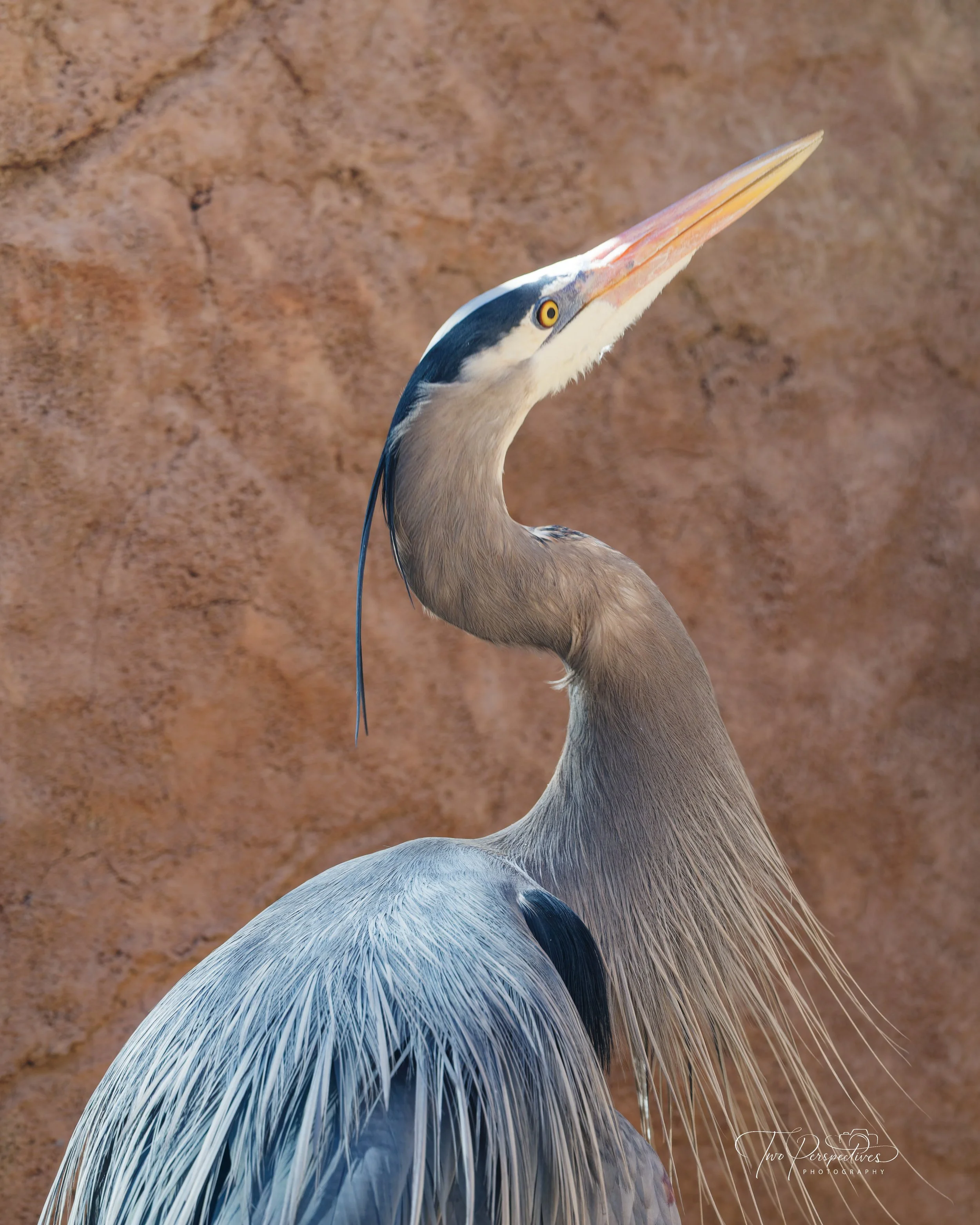Great Blue Heron  3.jpg