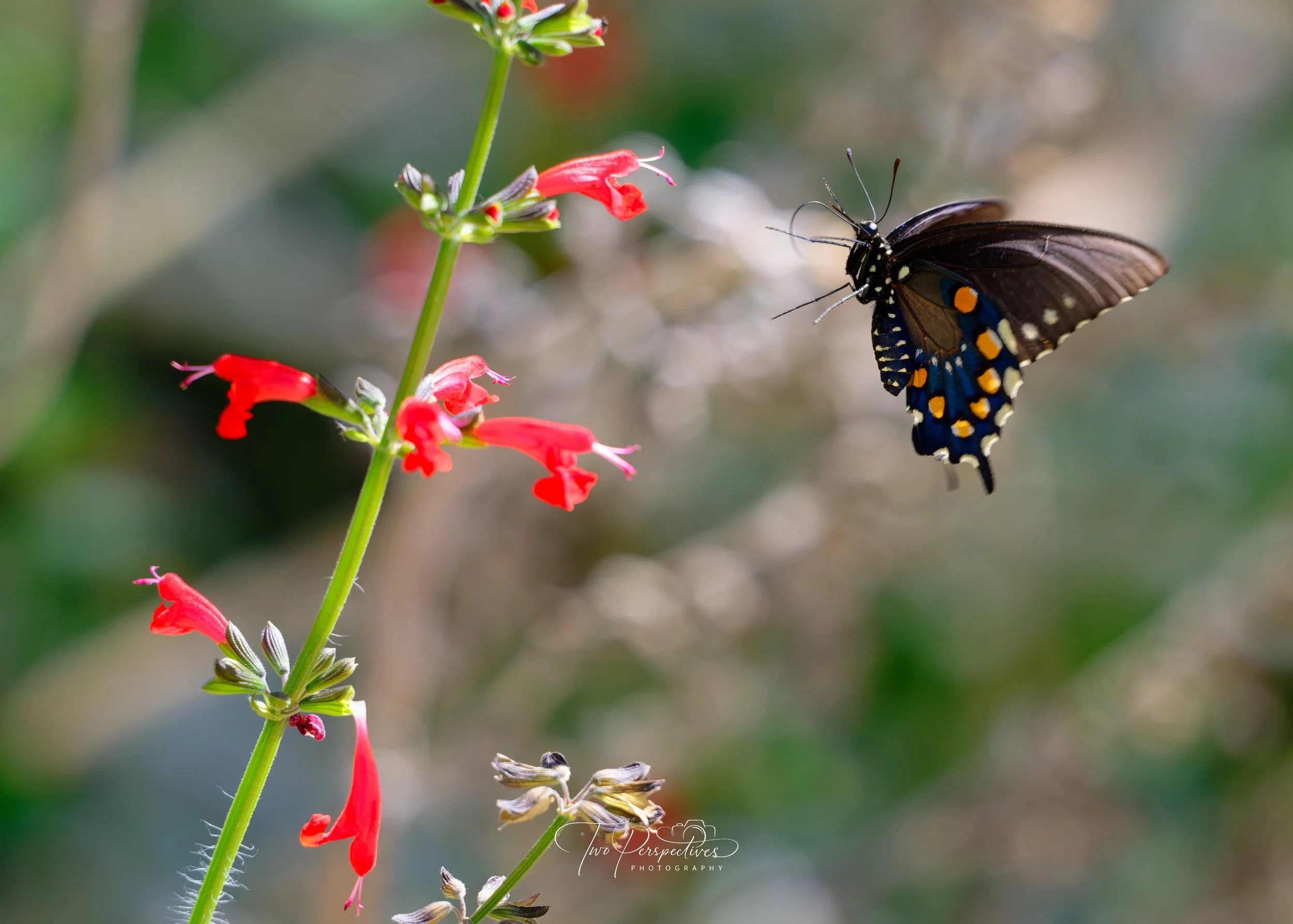 Pipevine Swallowtail Butterfly on a Scarlet Sage plant 2.jpg