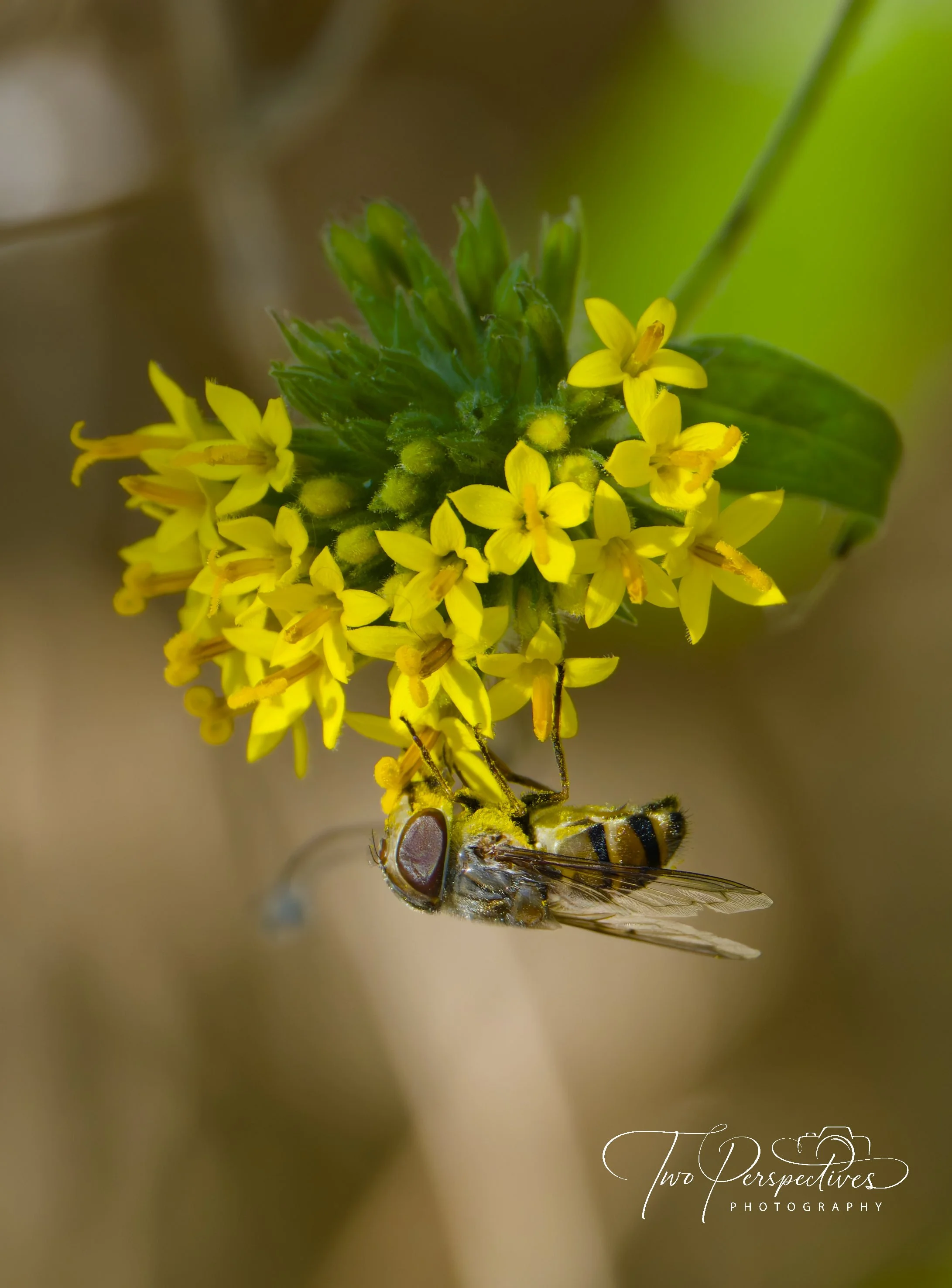 Hoverfly.jpg