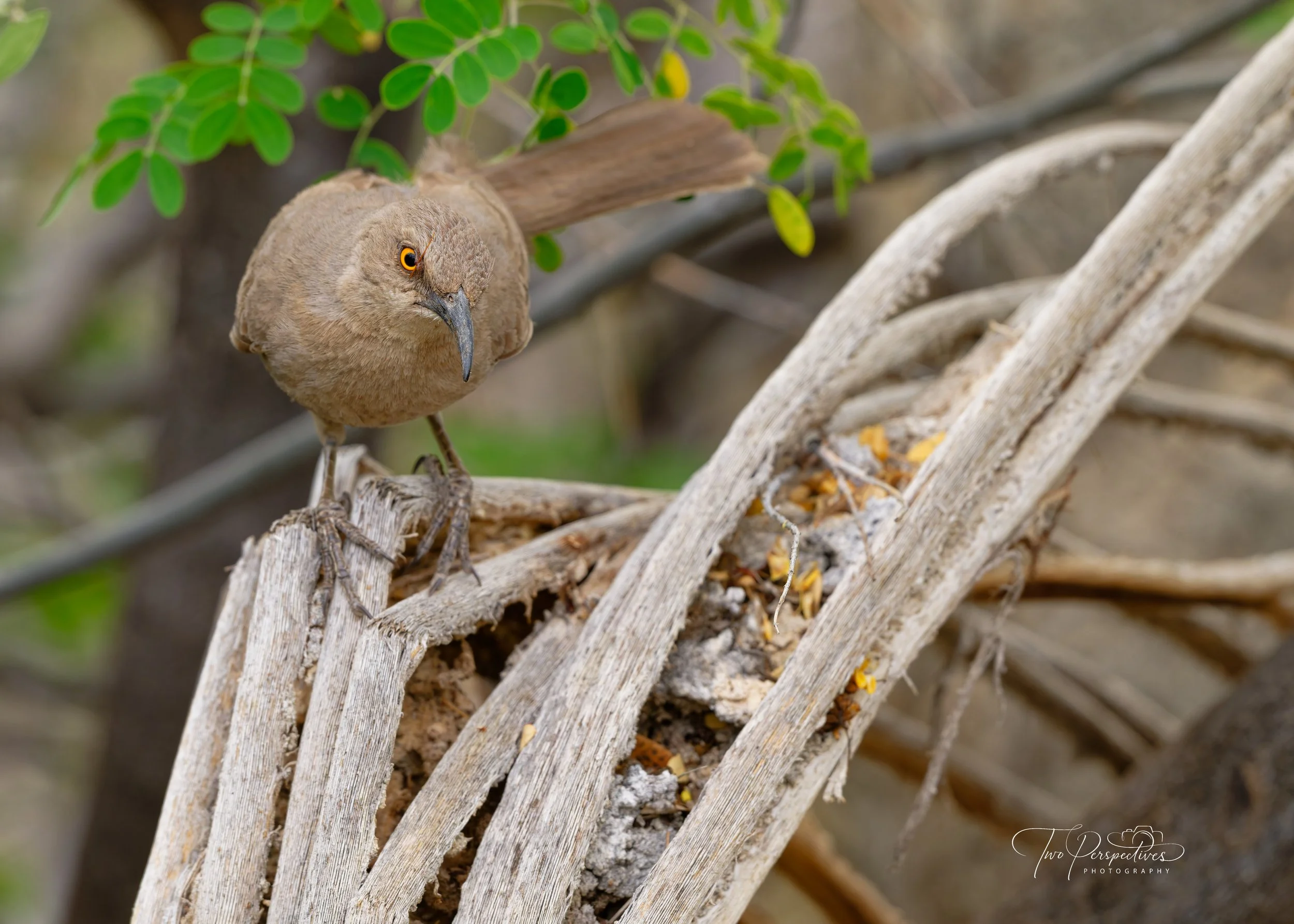Curve-billed Thrasher Toxostoma curvirostre.jpg