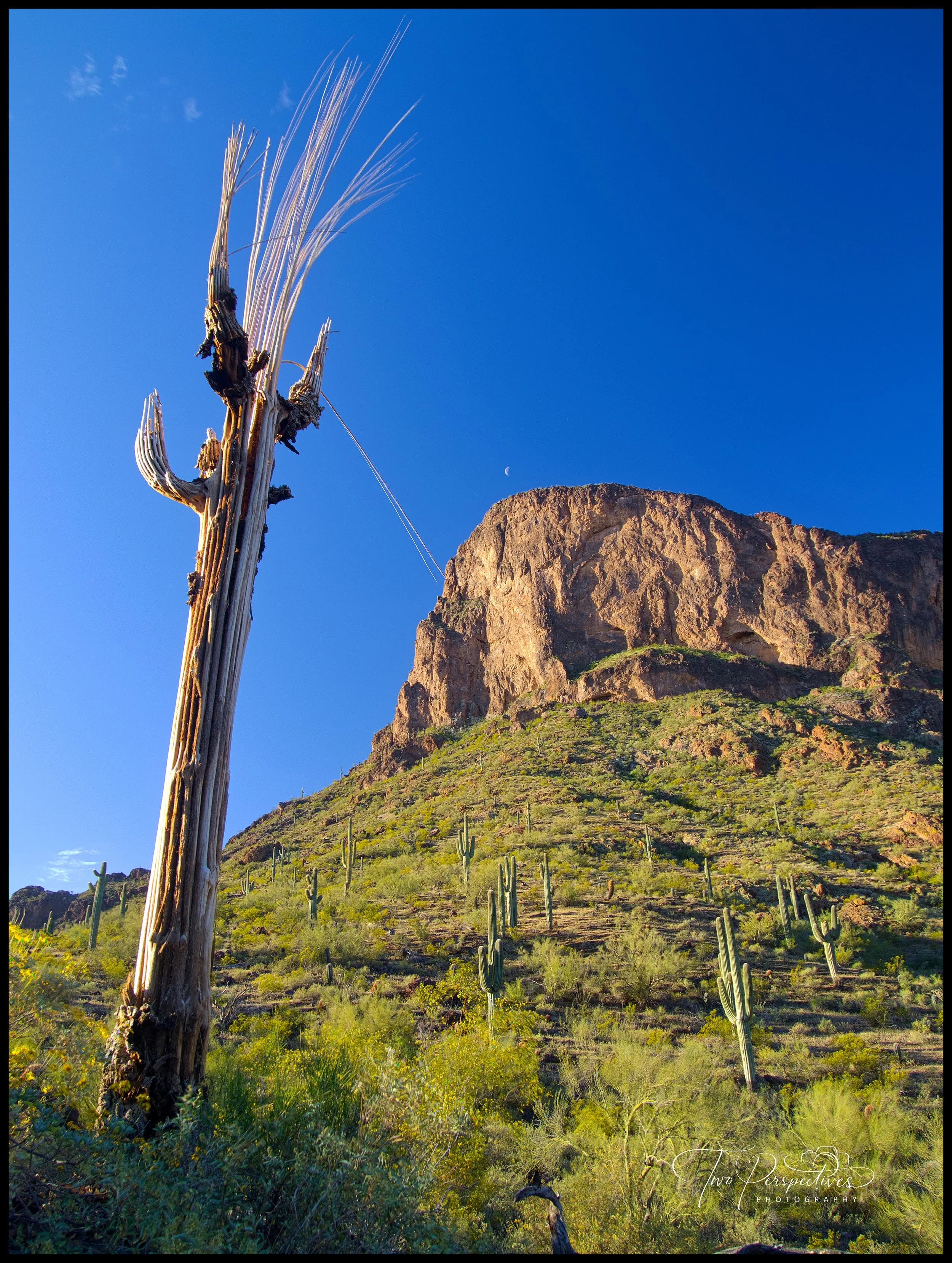 Dead Cactus_DxO_DxO.jpg
