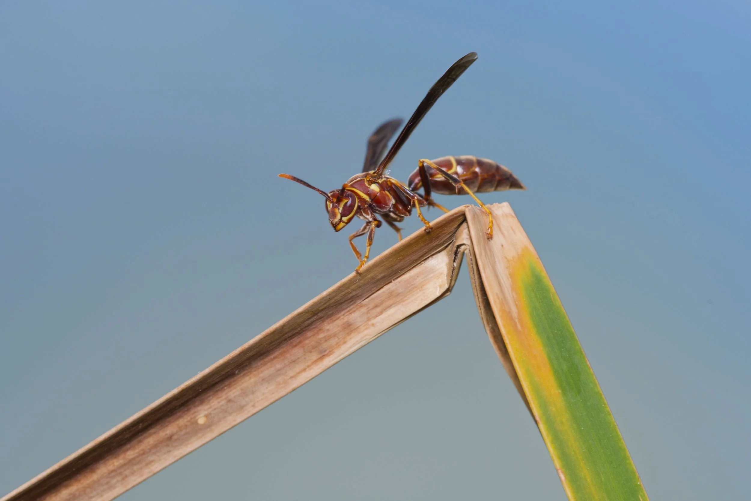 Paper Wasp 2.jpg