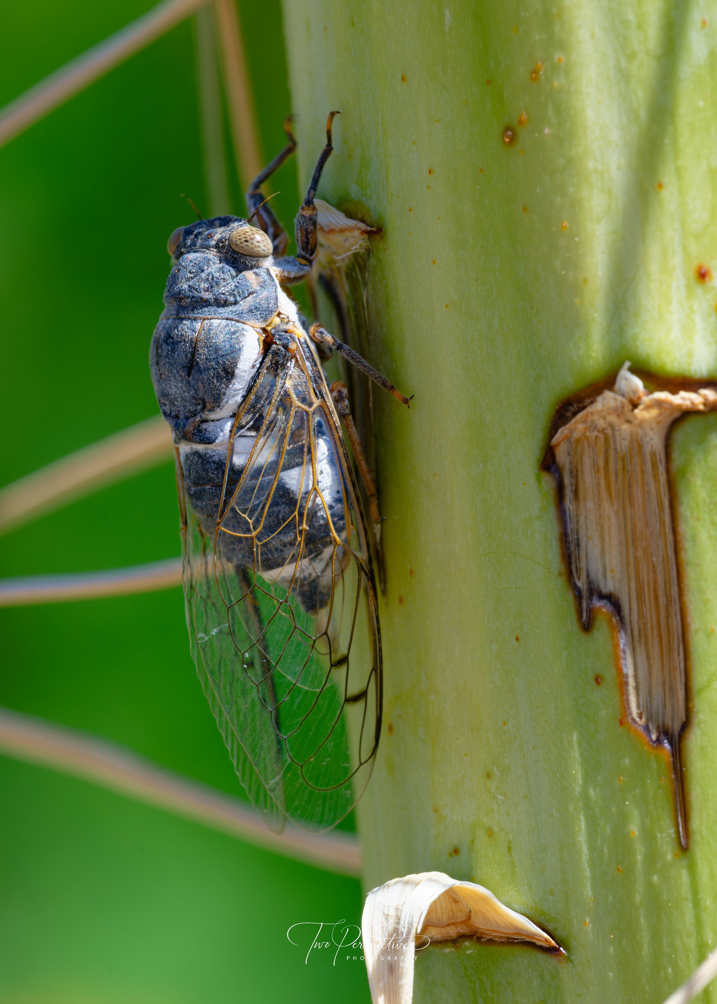 Apache Cicada.jpg