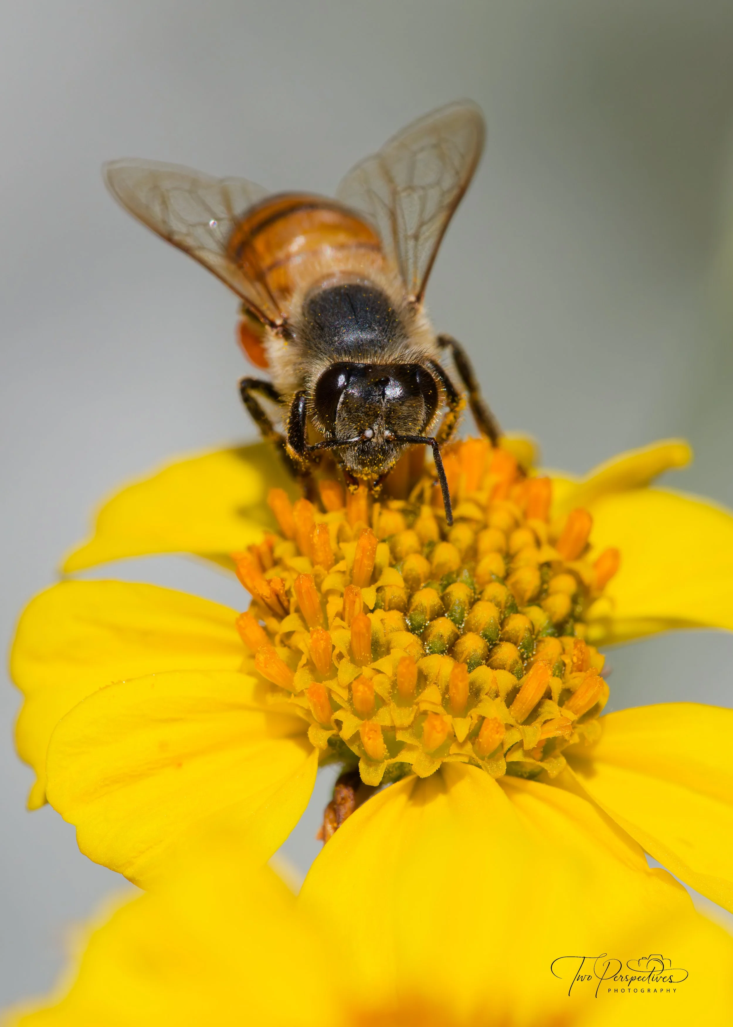 Western Honey Bee.jpg