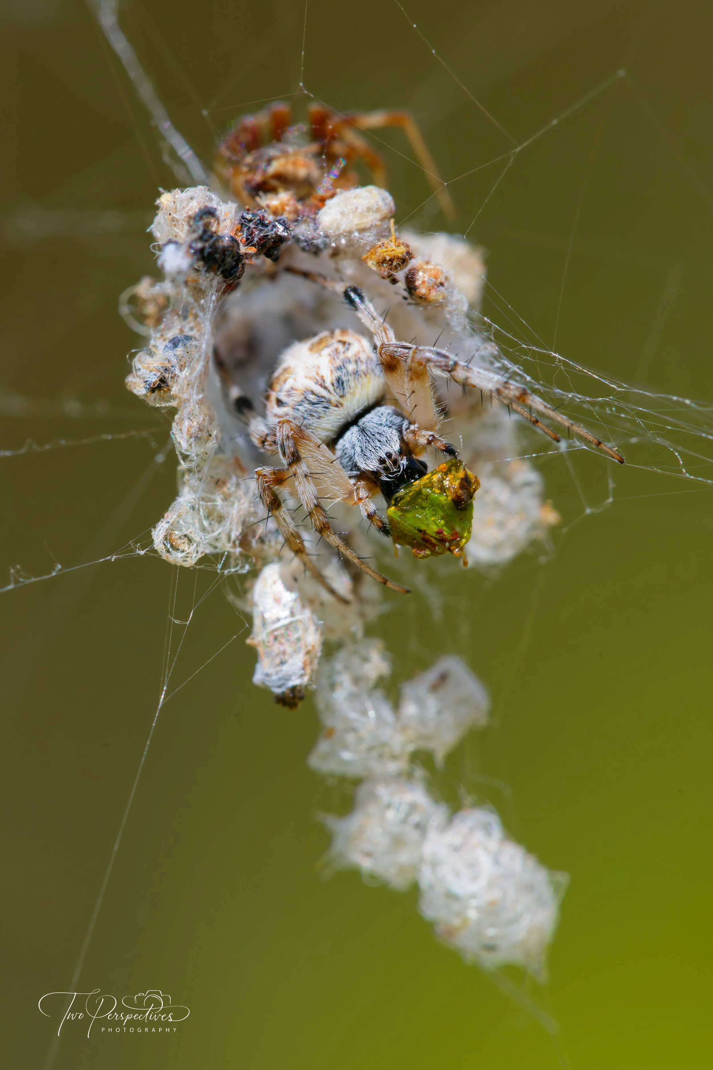 Trashline Orb Weaver.jpg
