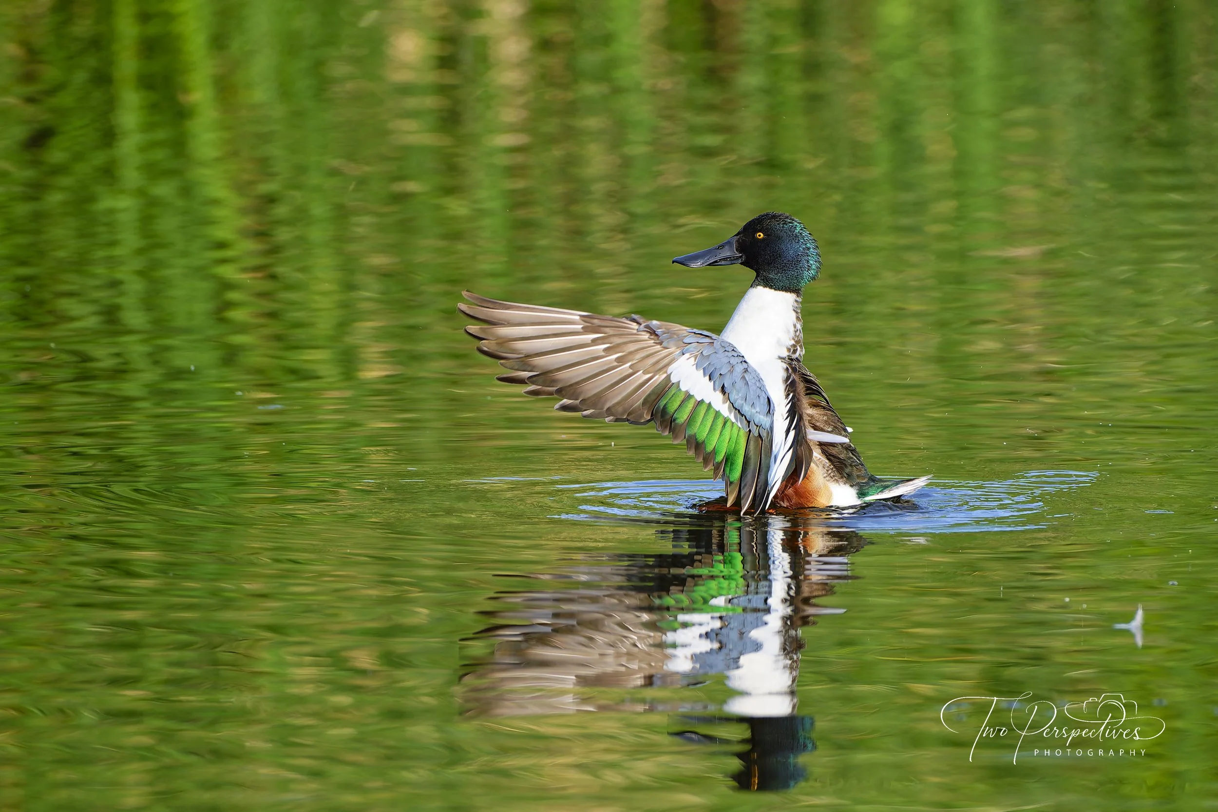 Male Northern Shoveler.jpg