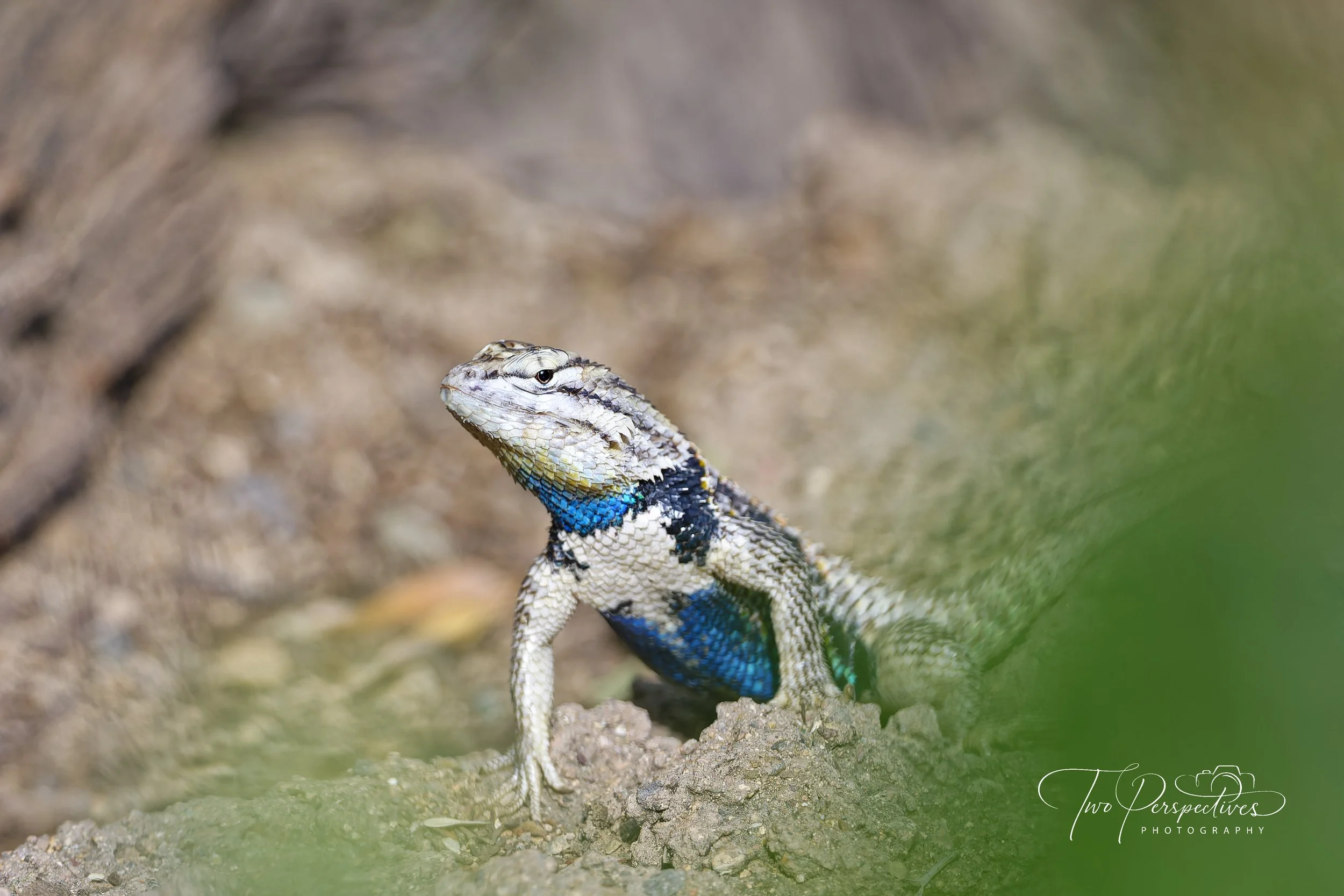 Desert Spiny Lizard.jpg