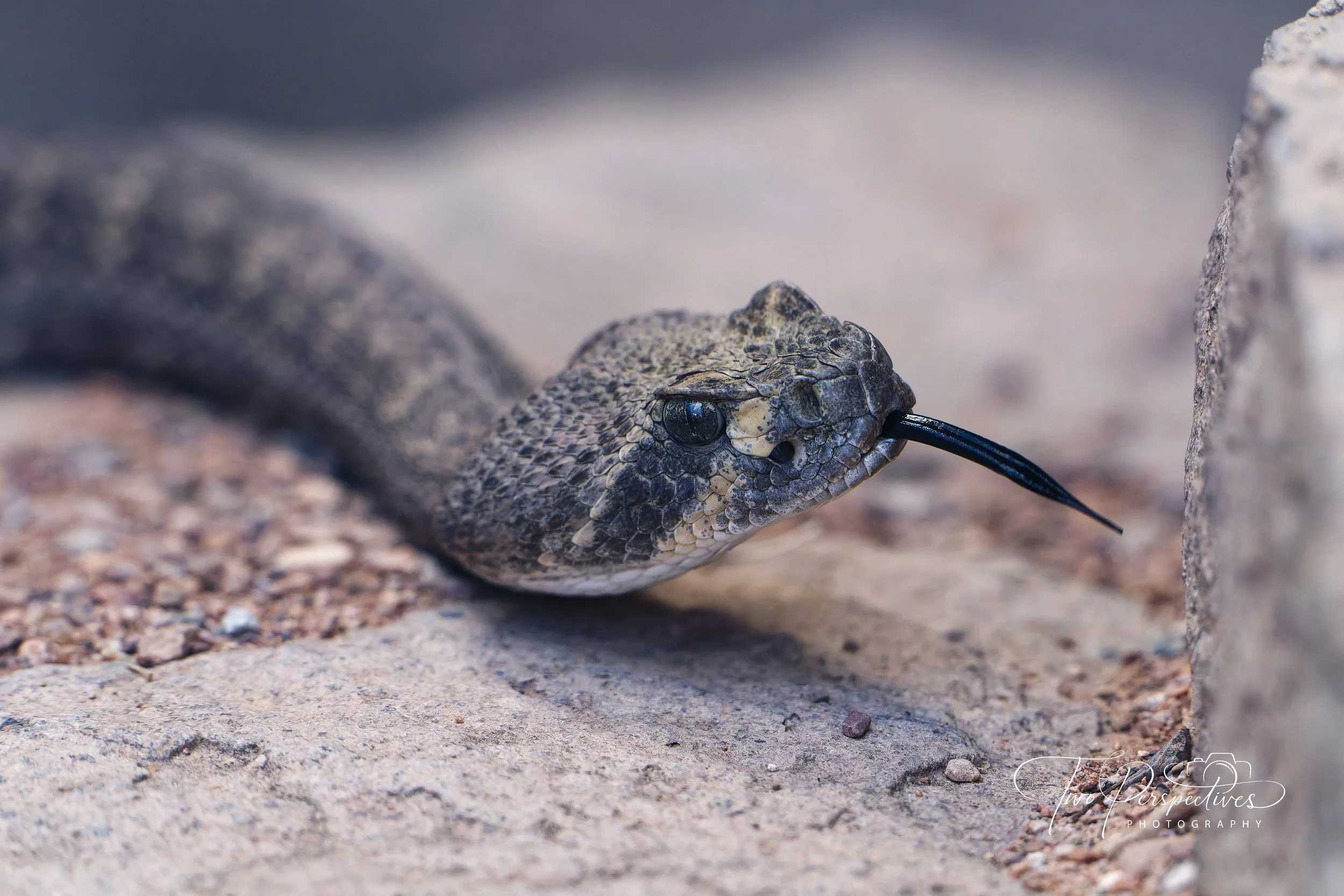 Western Diamondback Rattlesnake.jpg