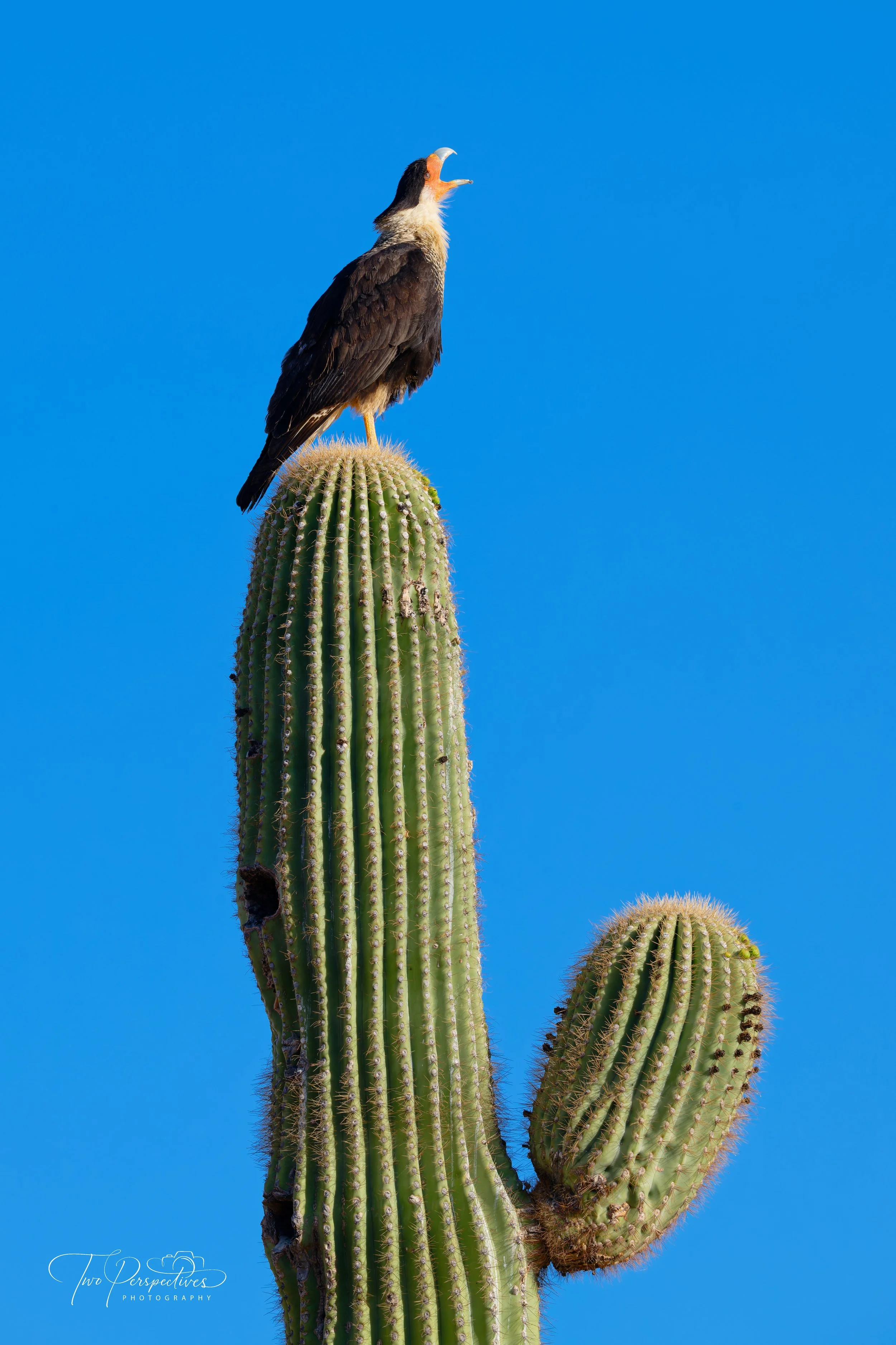 Crested Caracara.jpg