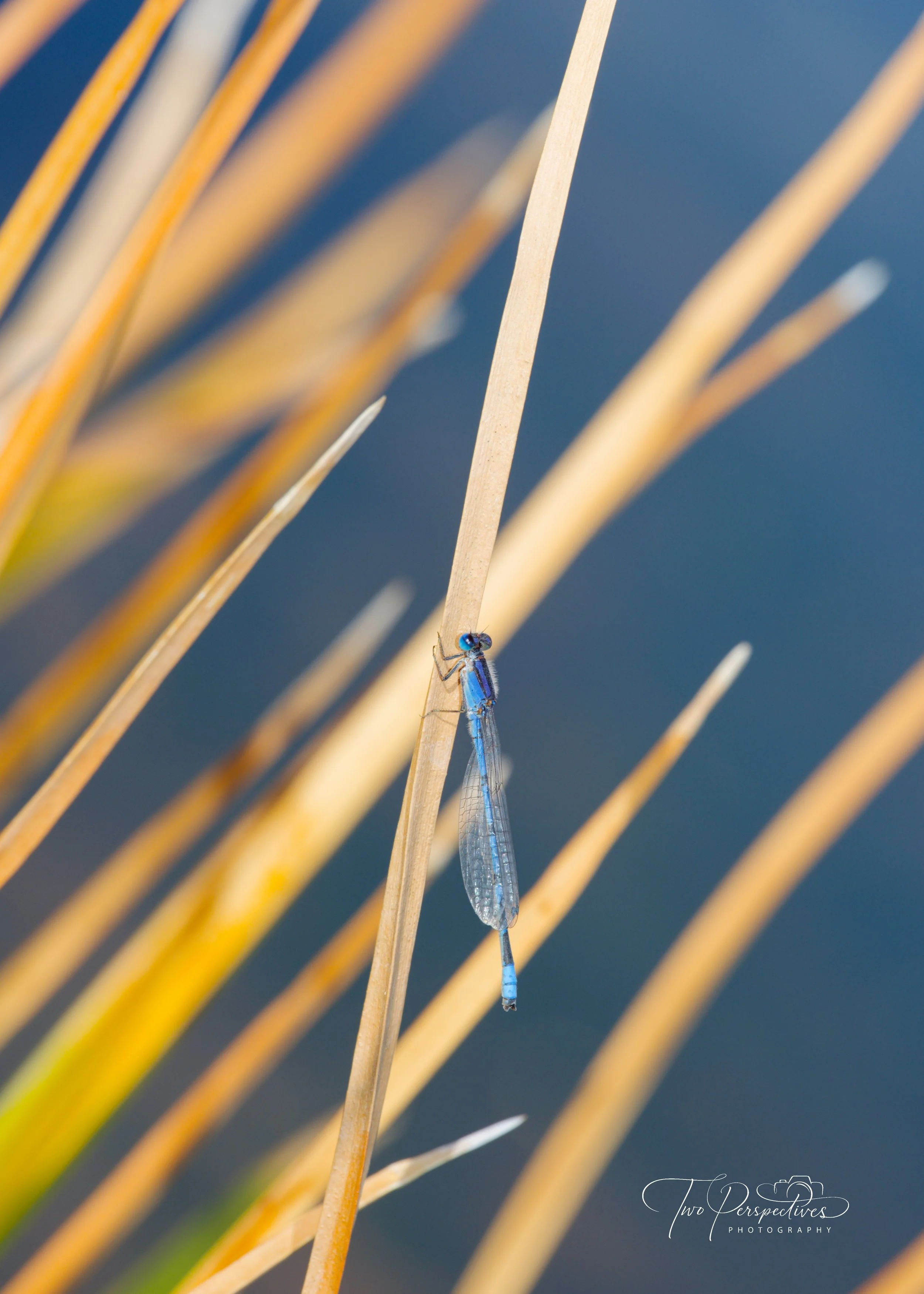 Male Familiar Bluet Dragonfly.jpg