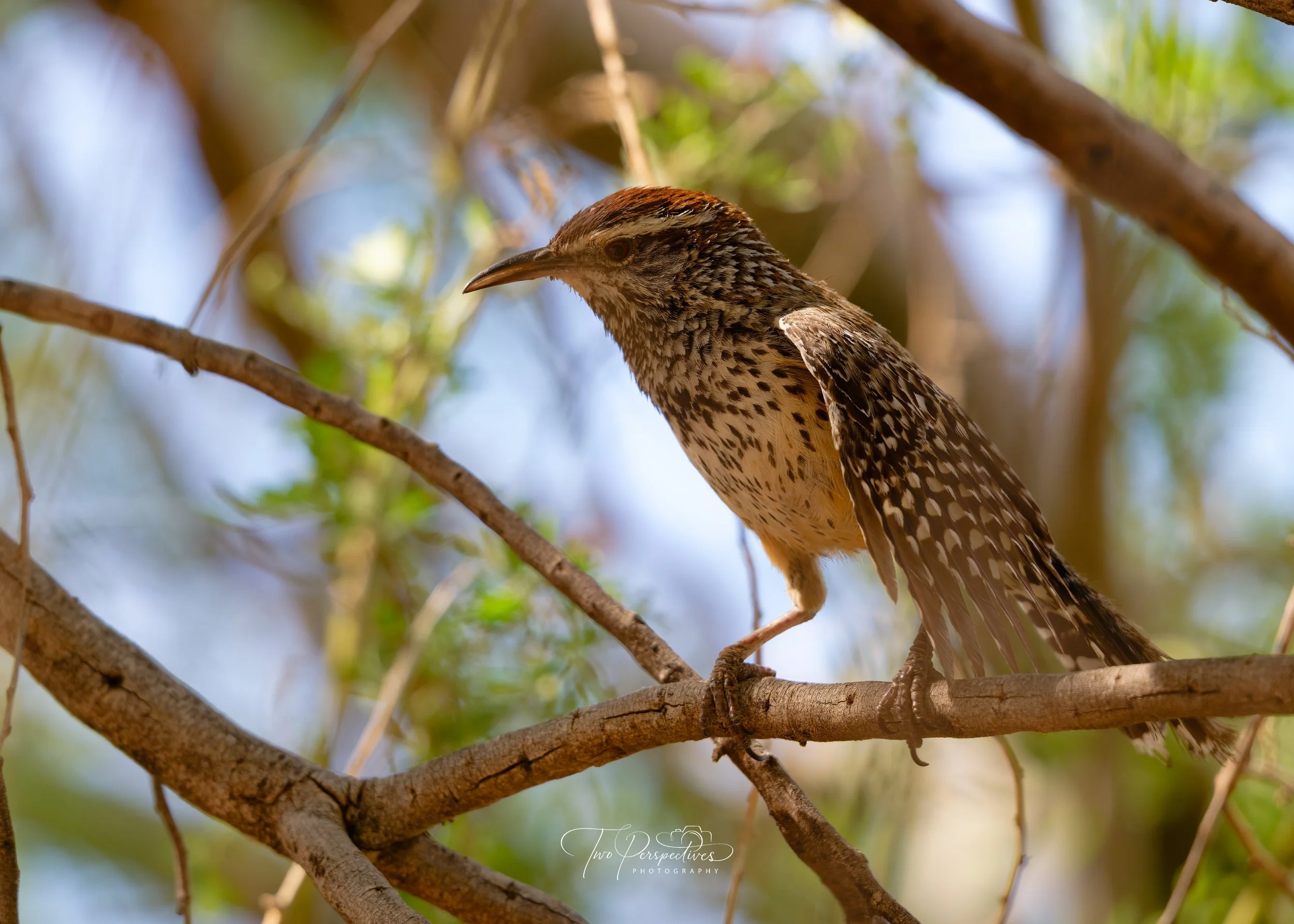 Cactus Wren Campylorhynchus brunneicapillus 2.jpg
