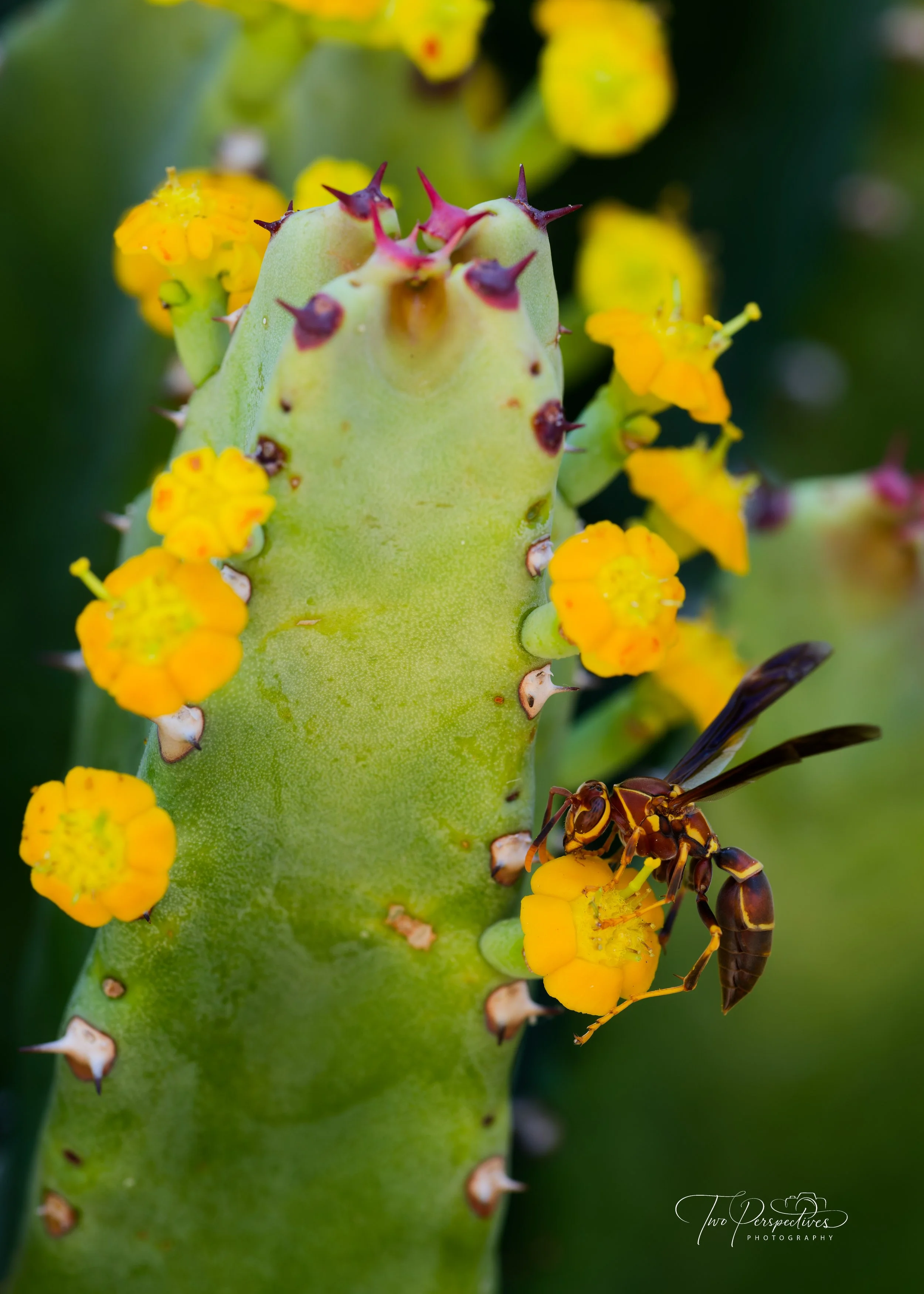 Paper Wasp on a Spurge Plant.jpg