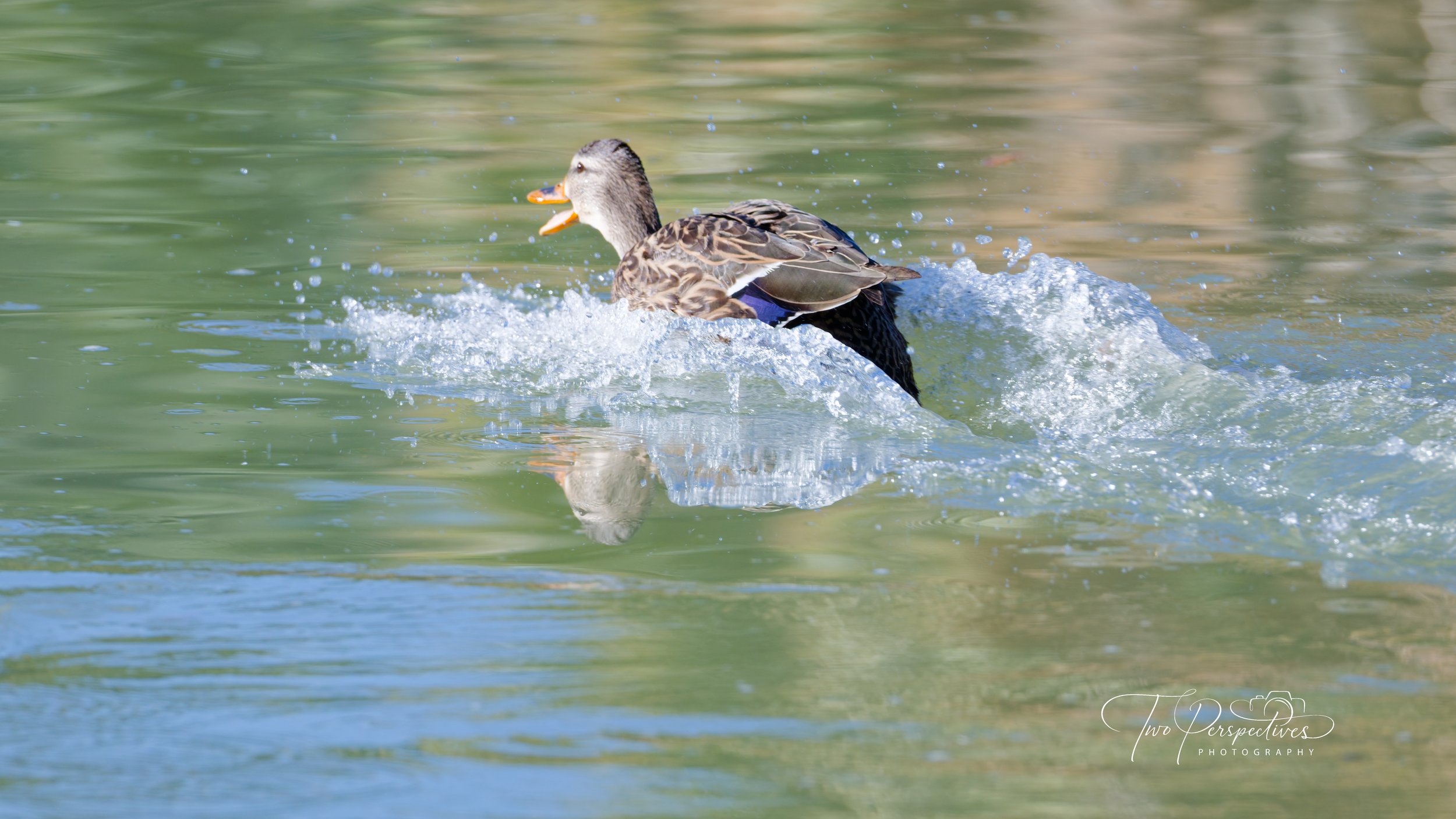Male Mexican Duck.jpg