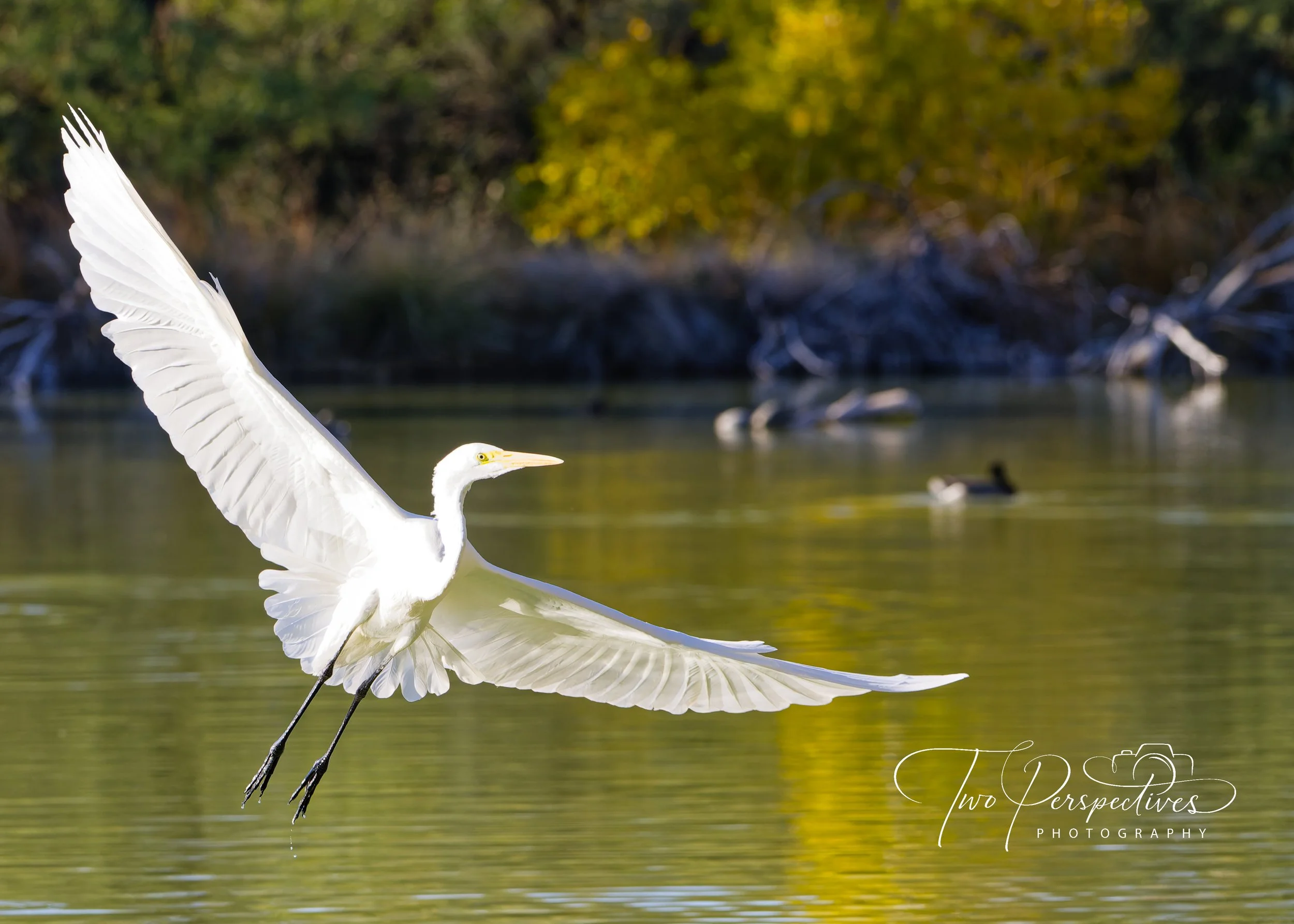 Snowy Egret Agua Caliente Park Tucson AZ.jpg