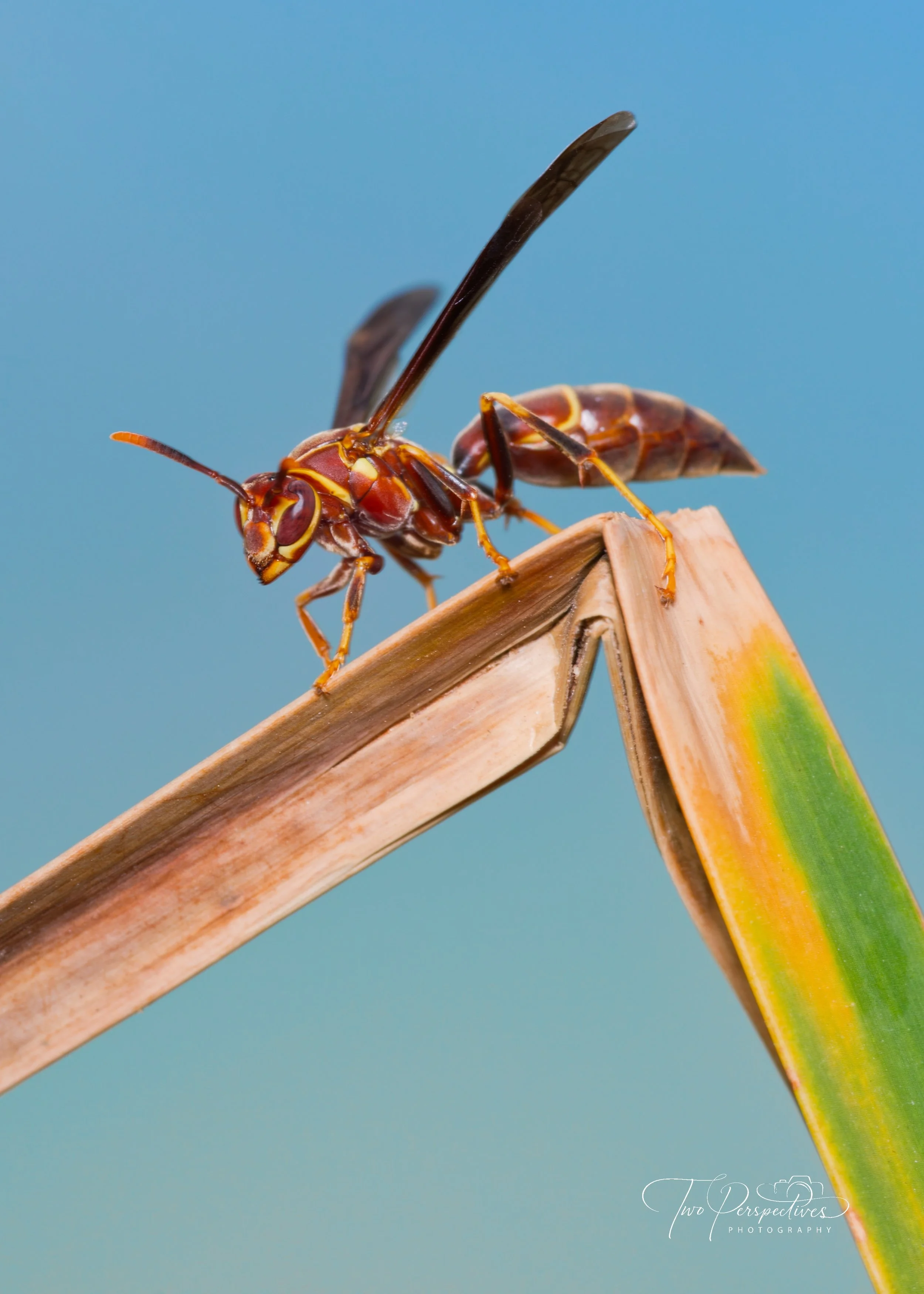Paper Wasp.jpg