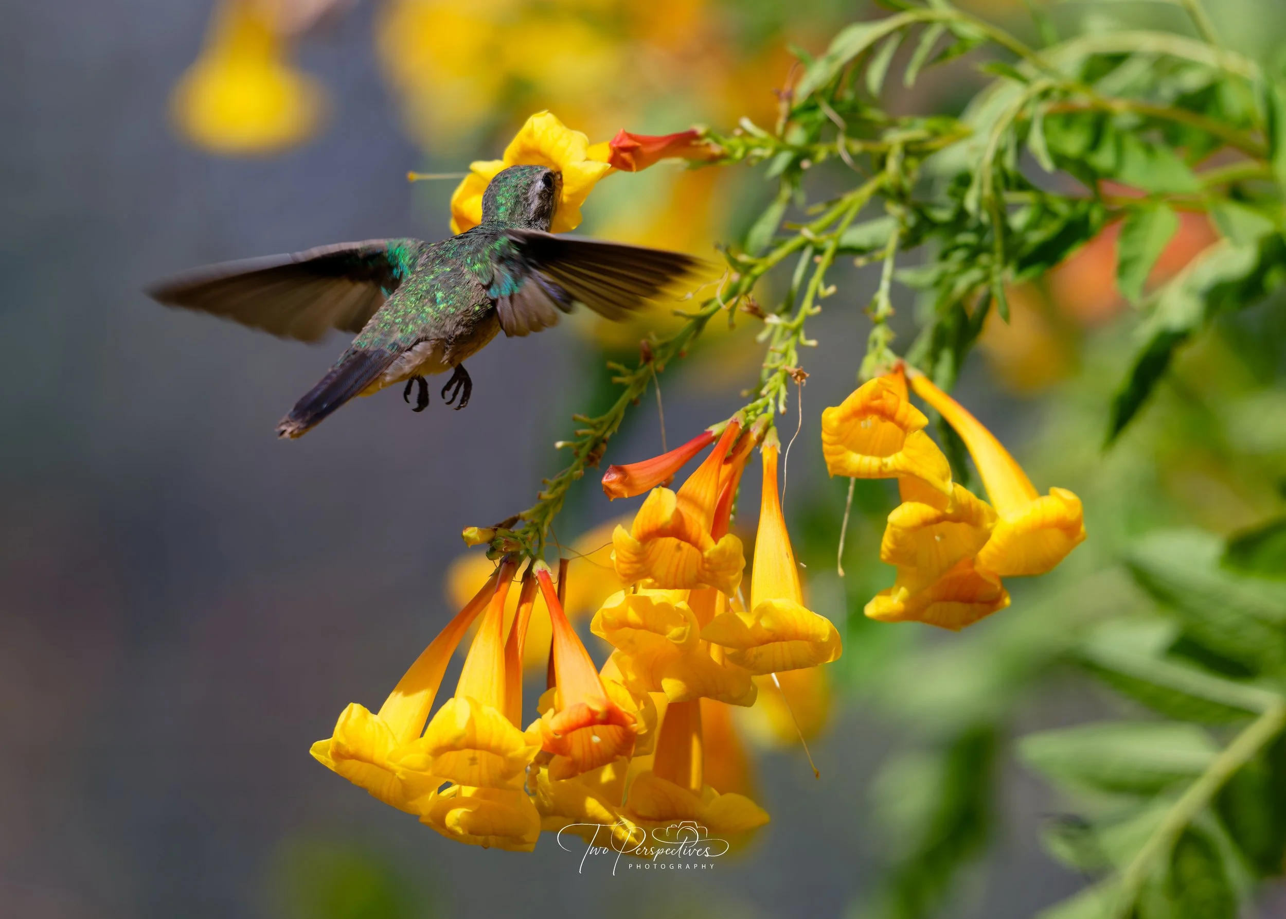 Broad-billed Hummingbird.jpg