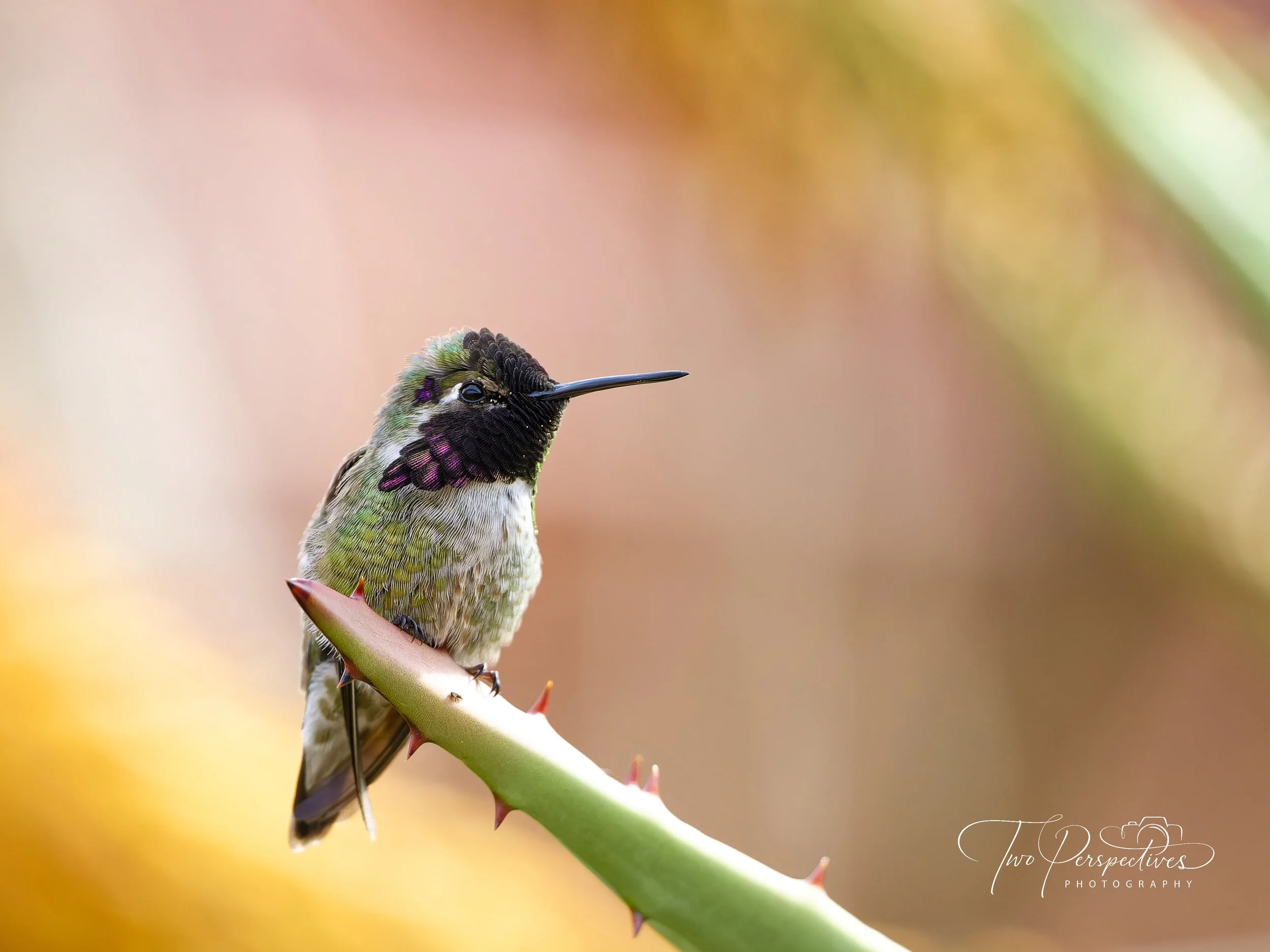 Male Costa's Hummingbird 5.jpg