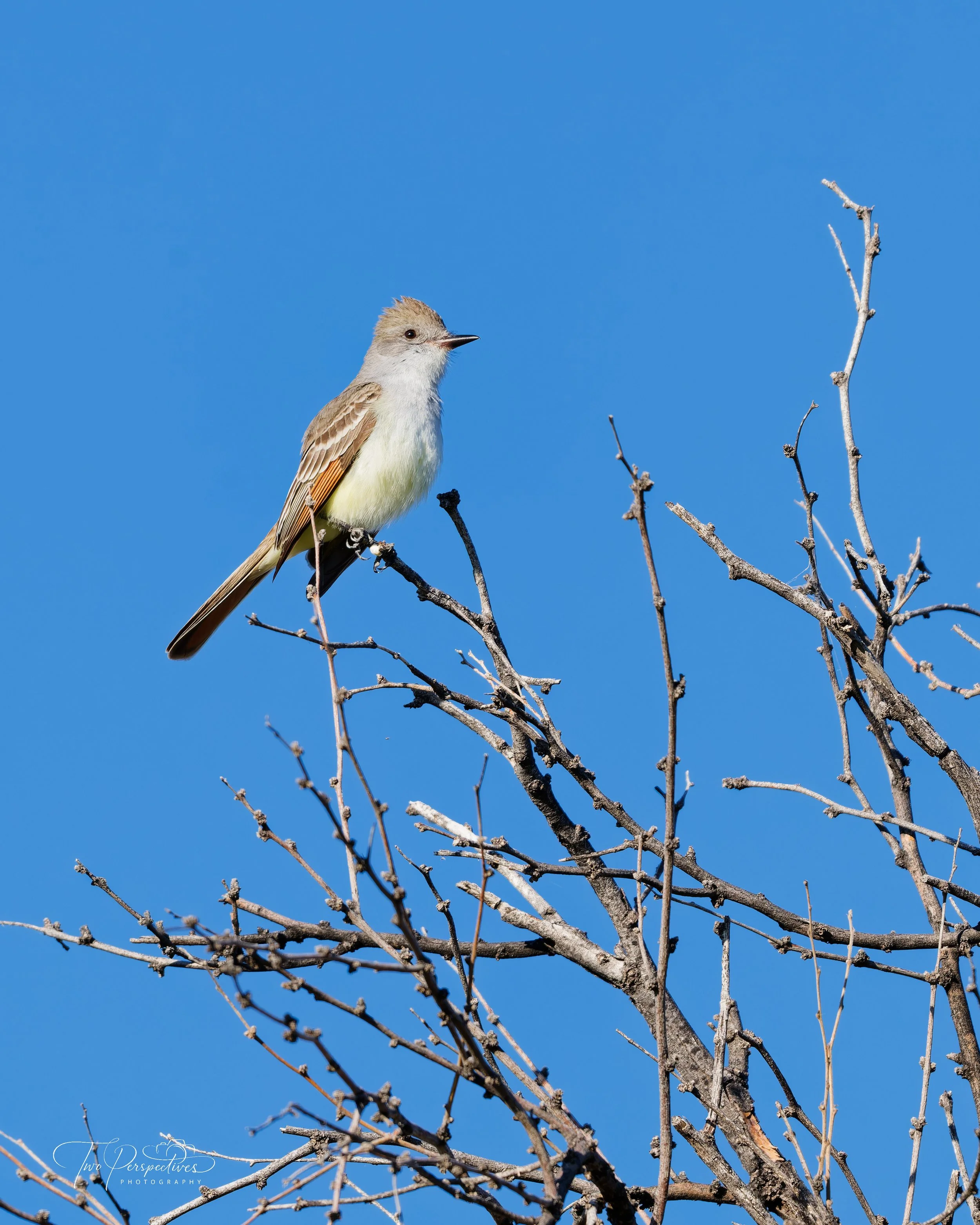 Ash-throated Flycatcher.jpg