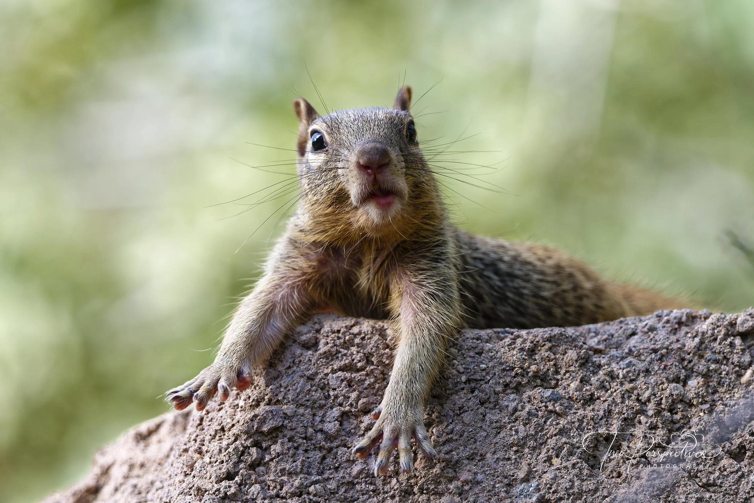Rock Squirrel 2.jpg