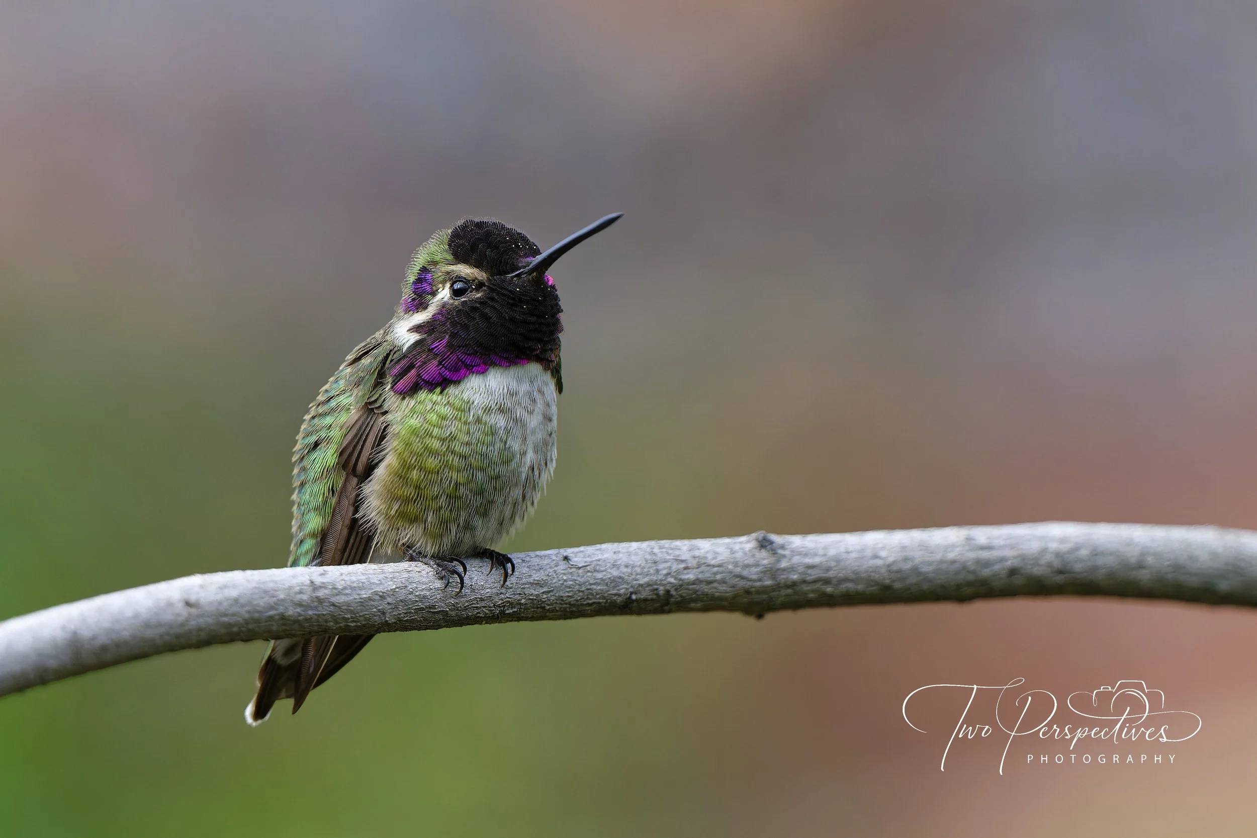 Male Costa's Hummingbird 3.jpg