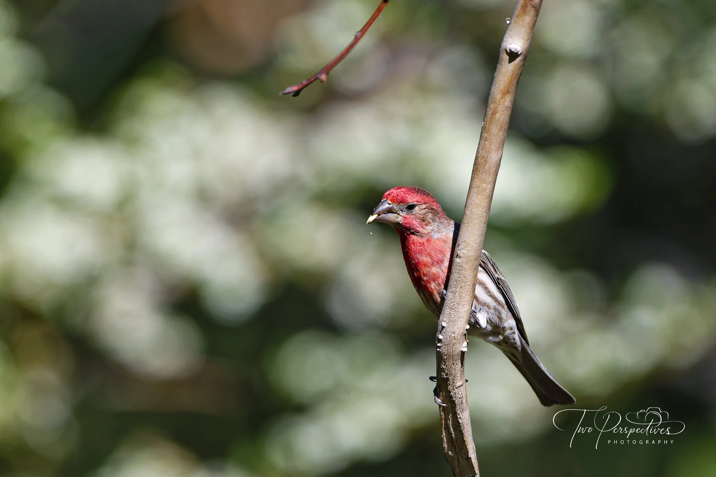 Male House Finch.jpg