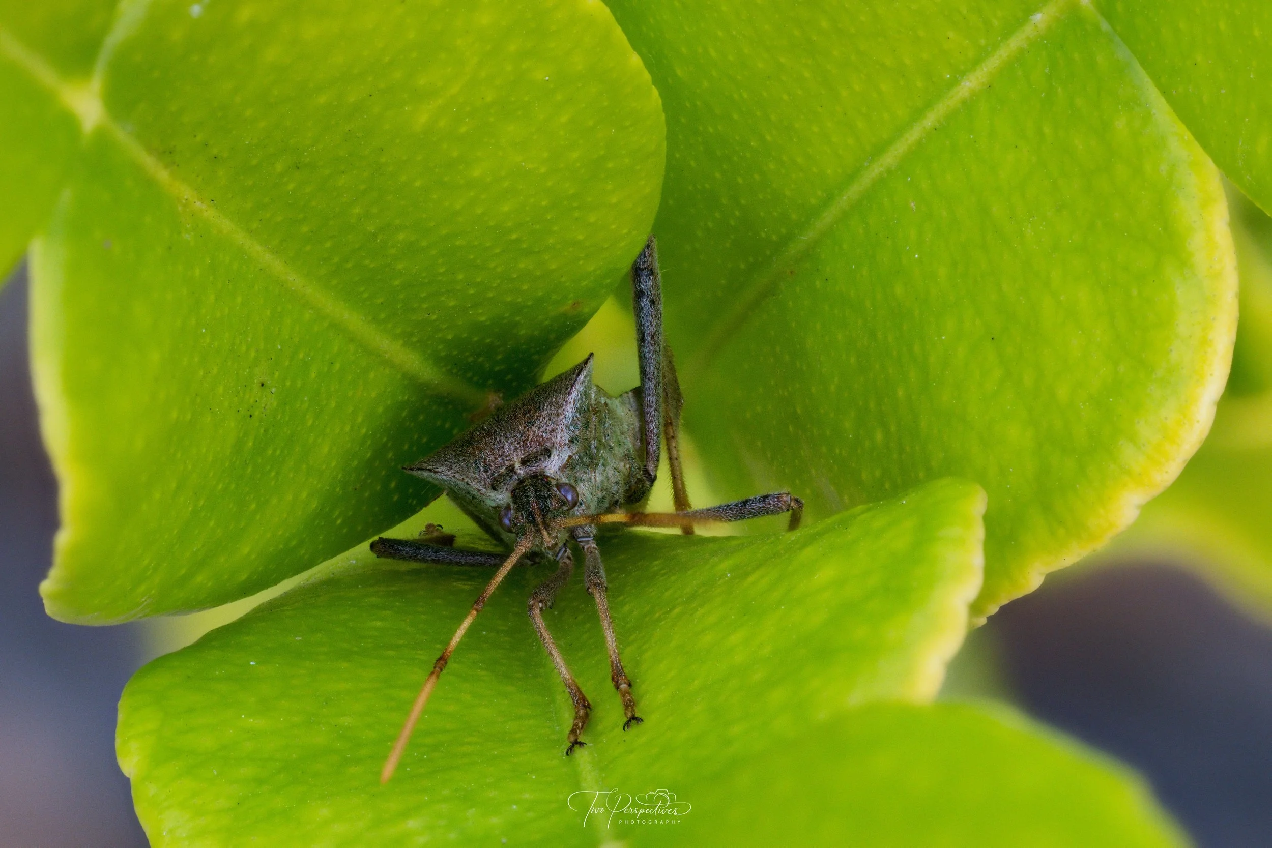Eastern Leaf-footed Bug.jpg