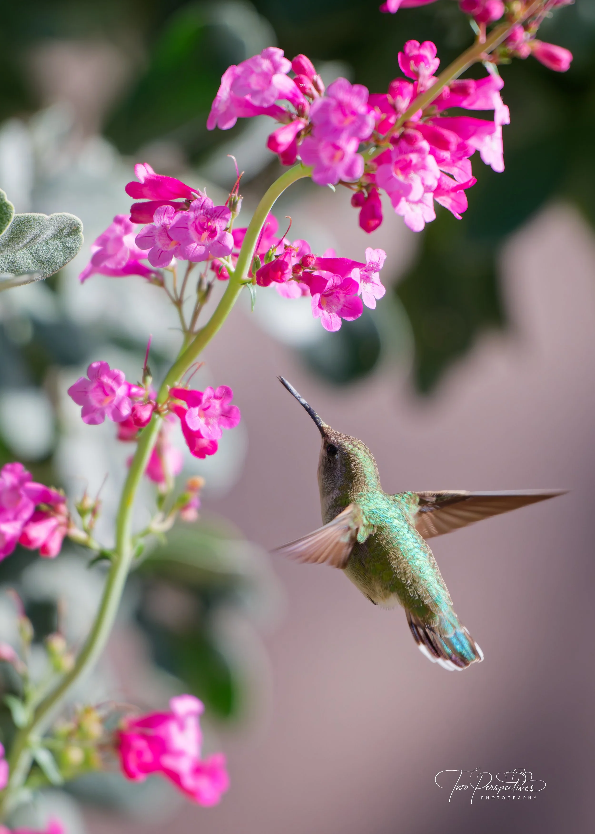 Female Anna's Hummingbird 2.jpg