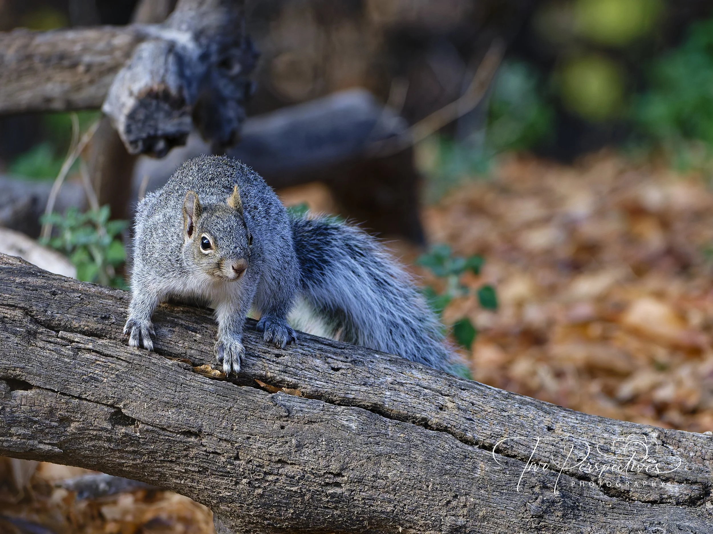 Arizona Gray Squirrel.jpg