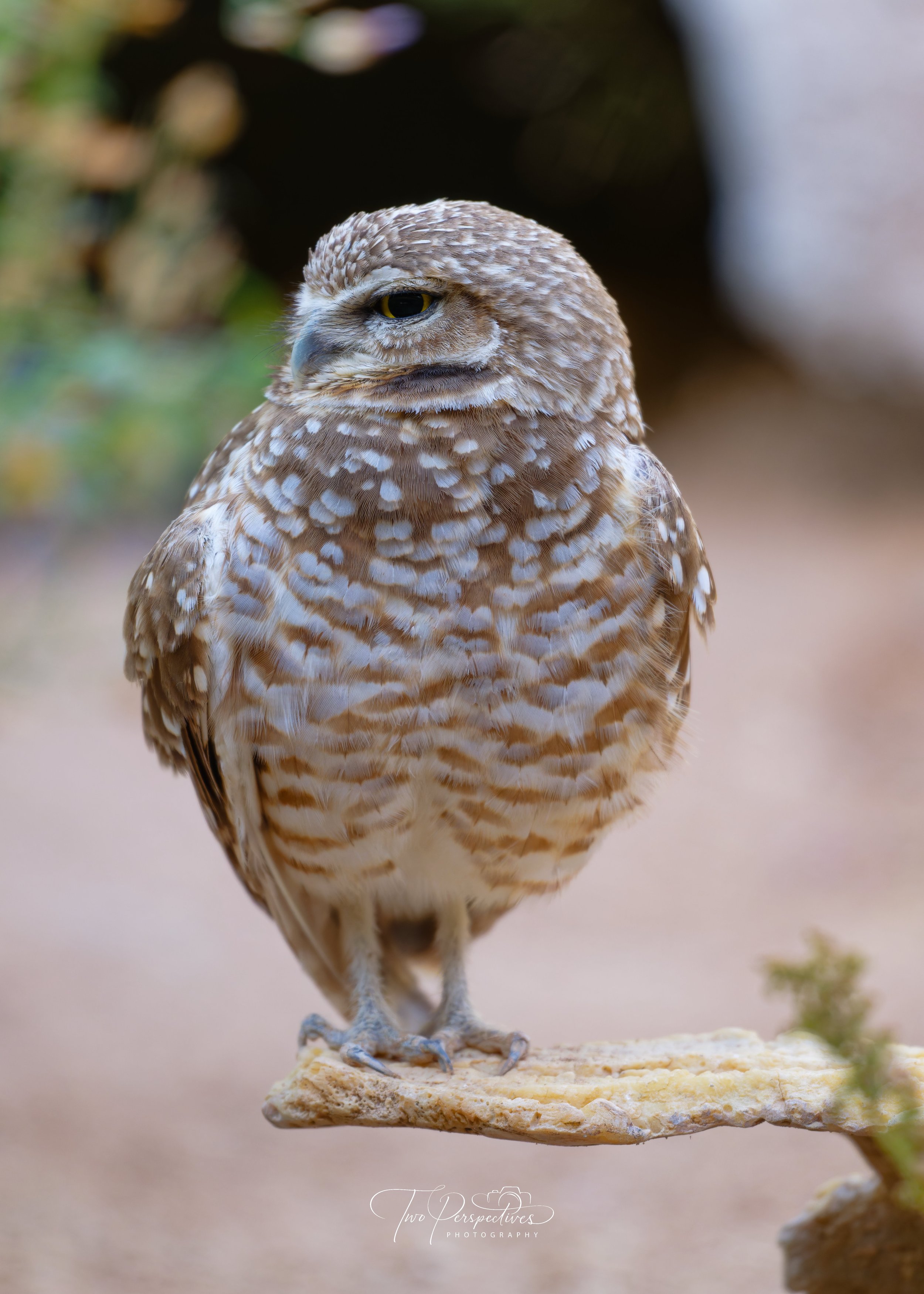 Burrowing Owl Athene cunicularia.jpg