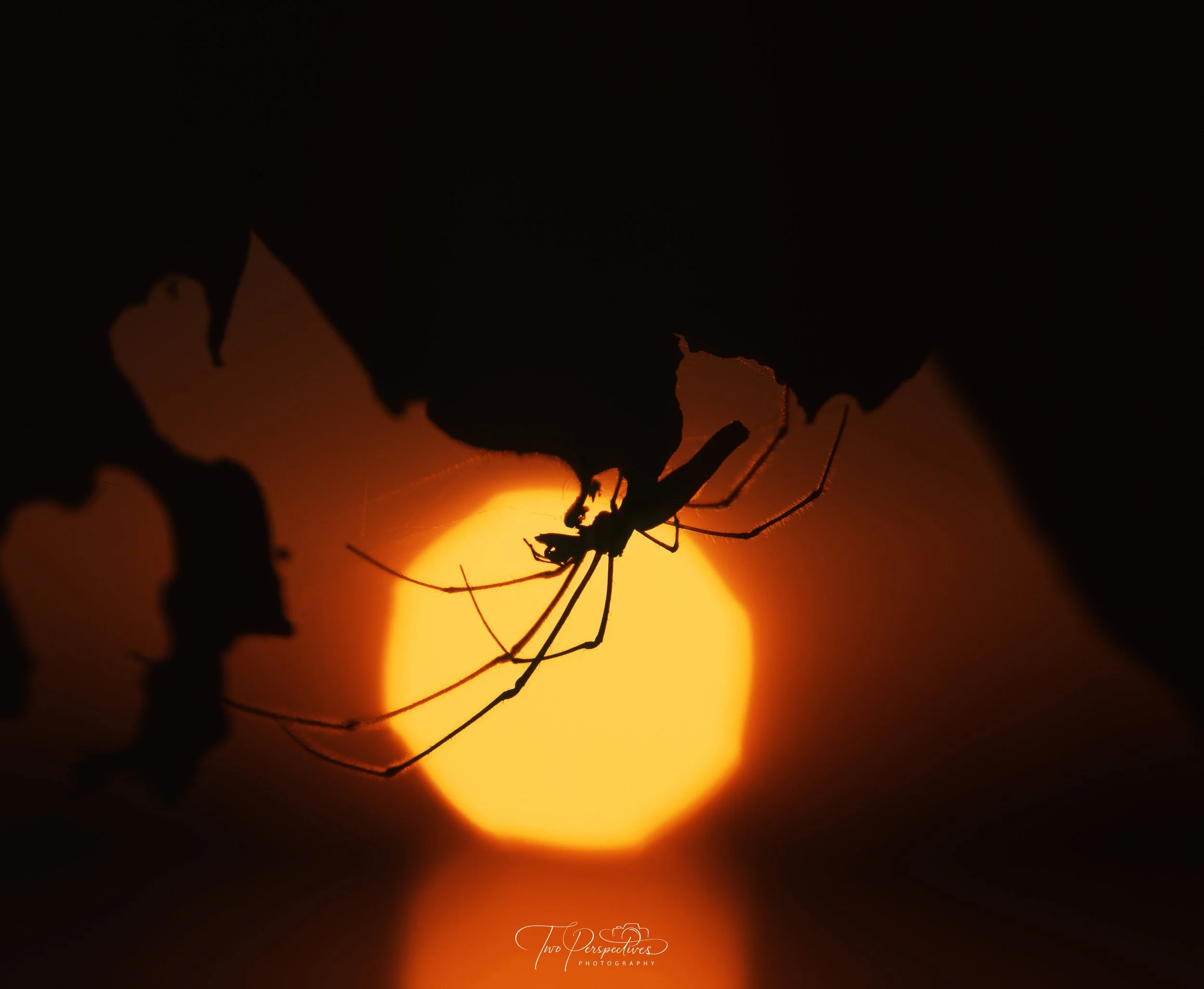 Long-jawed Orb Weaver.jpg
