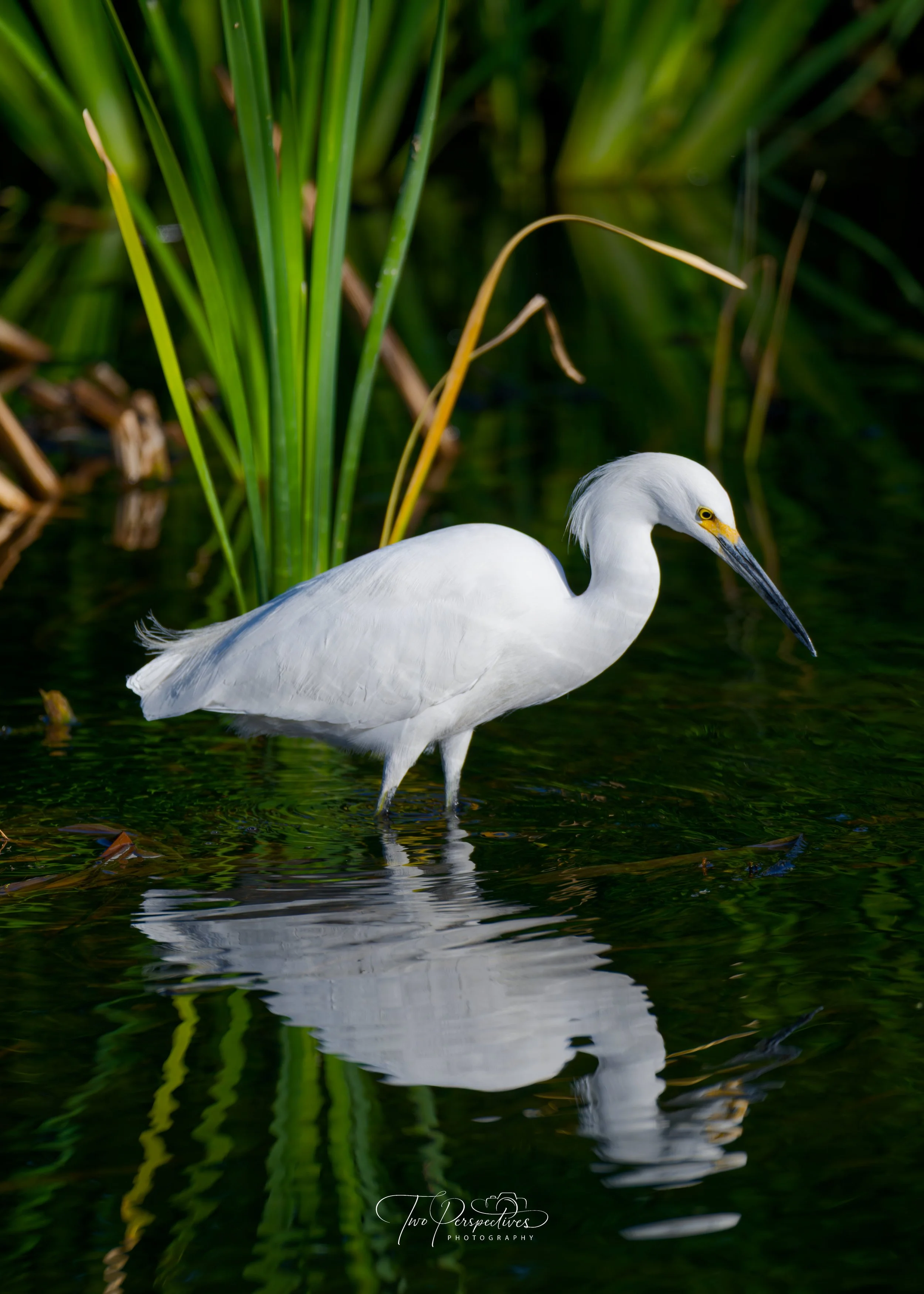 Snowy Egret Sweet Water Wetlands Tucson AZ 2.jpg