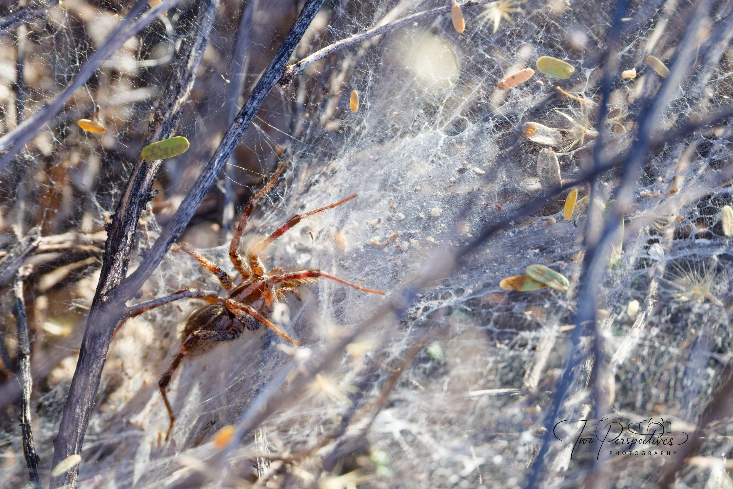 Funnel Weaver Spider.jpg