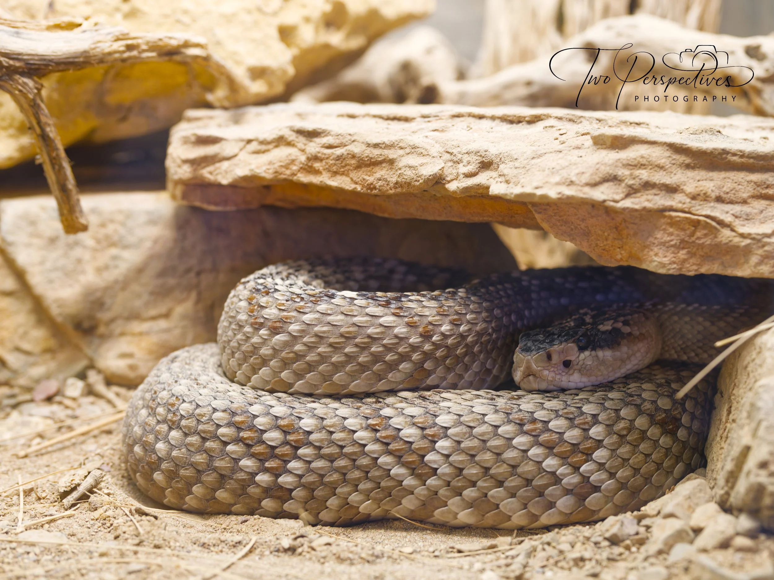 Western Diamondback Rattlesnake 2.jpg