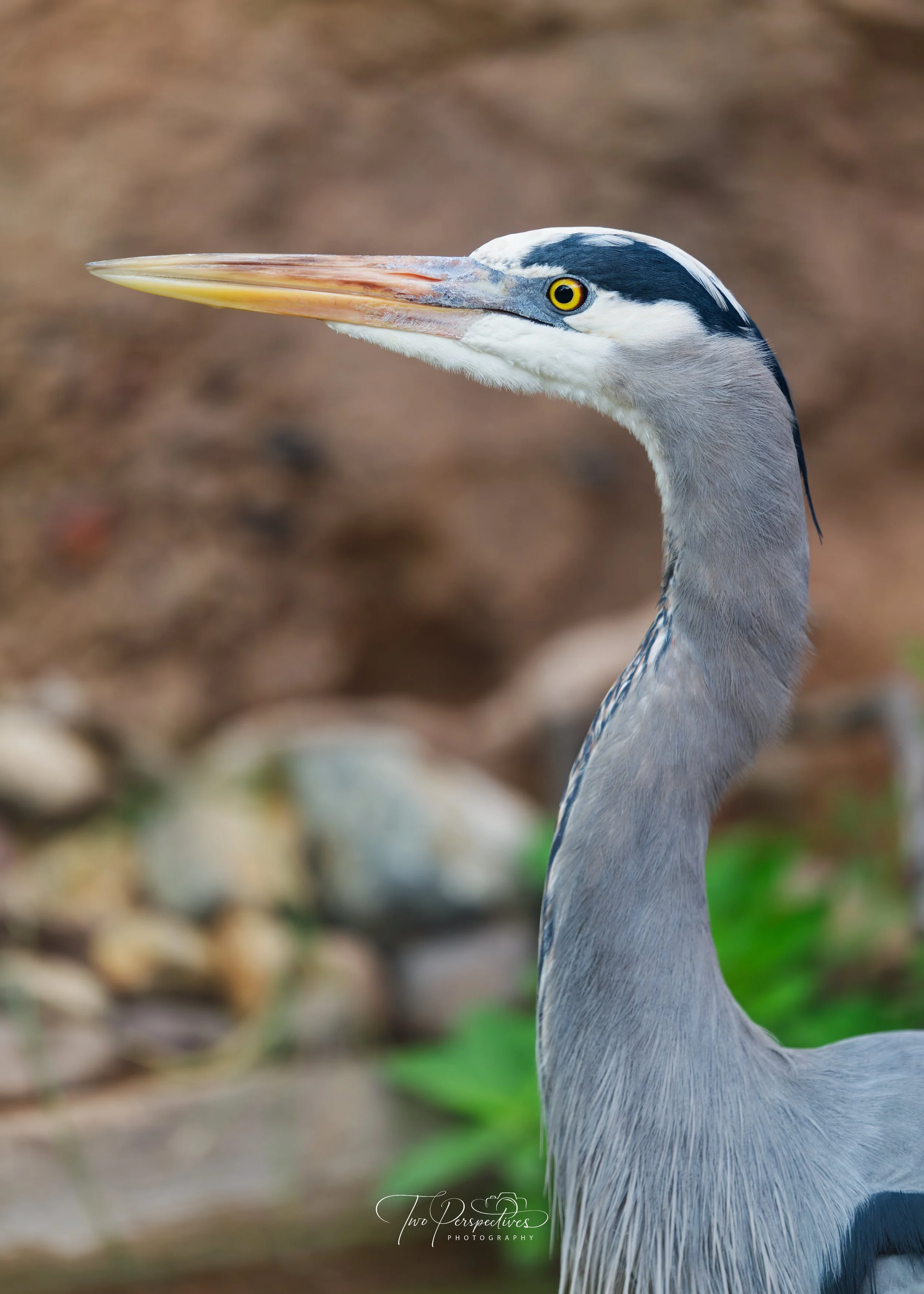 Great Blue Heron 2.jpg