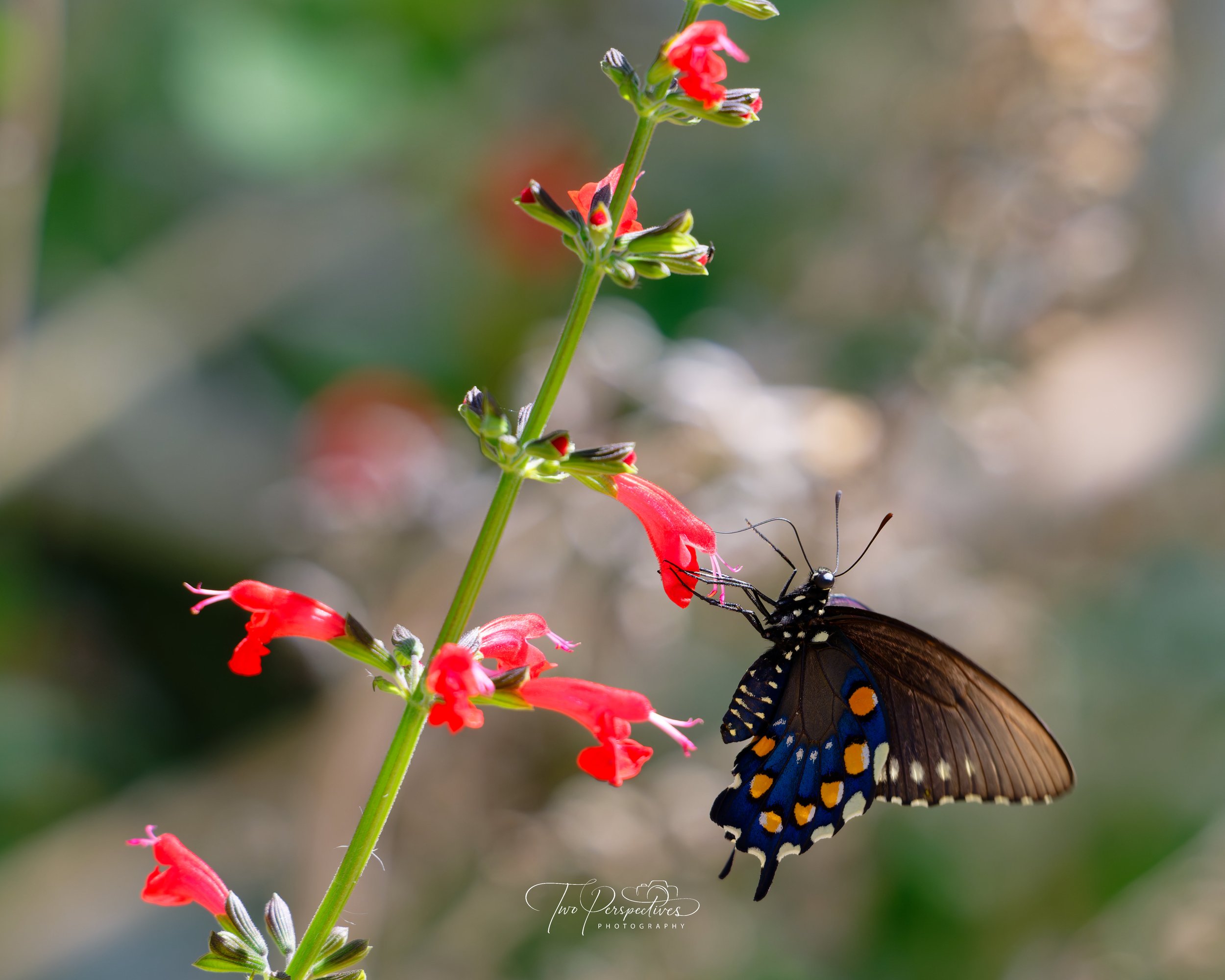 Pipevine Swallowtail Butterfly on a Scarlet Sage plant.jpg
