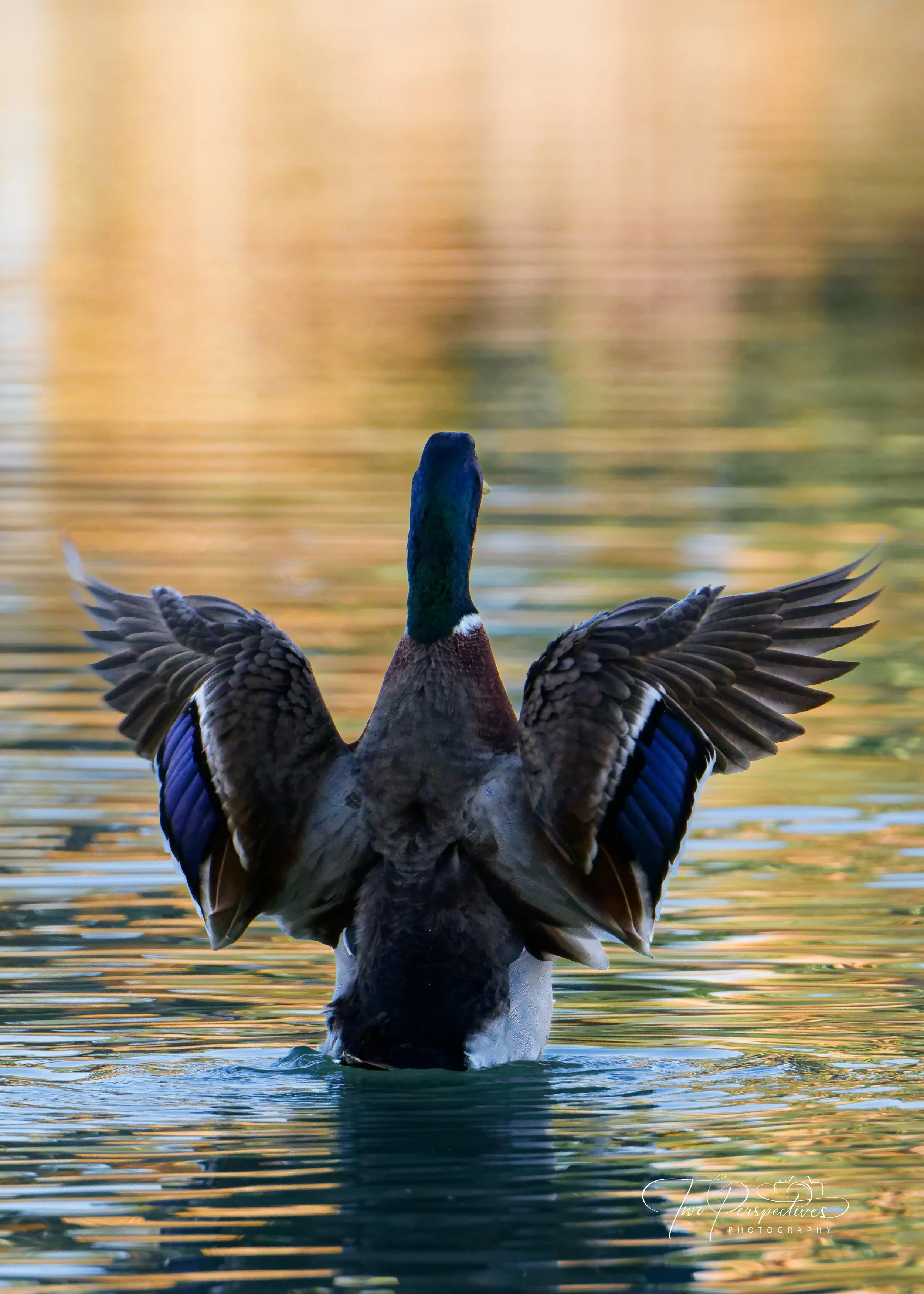 Male Mallard Duck.jpg
