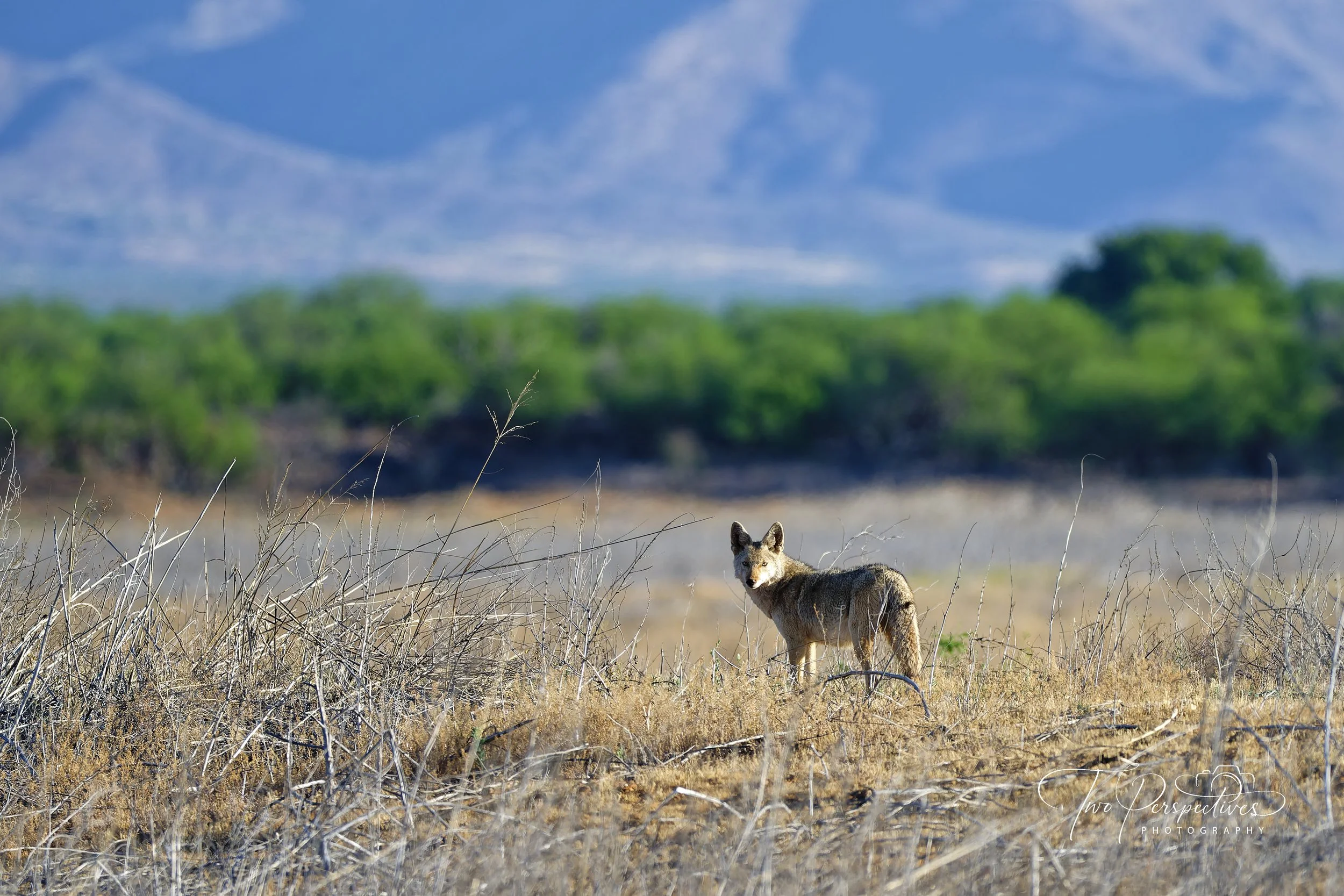 Coyote.jpg
