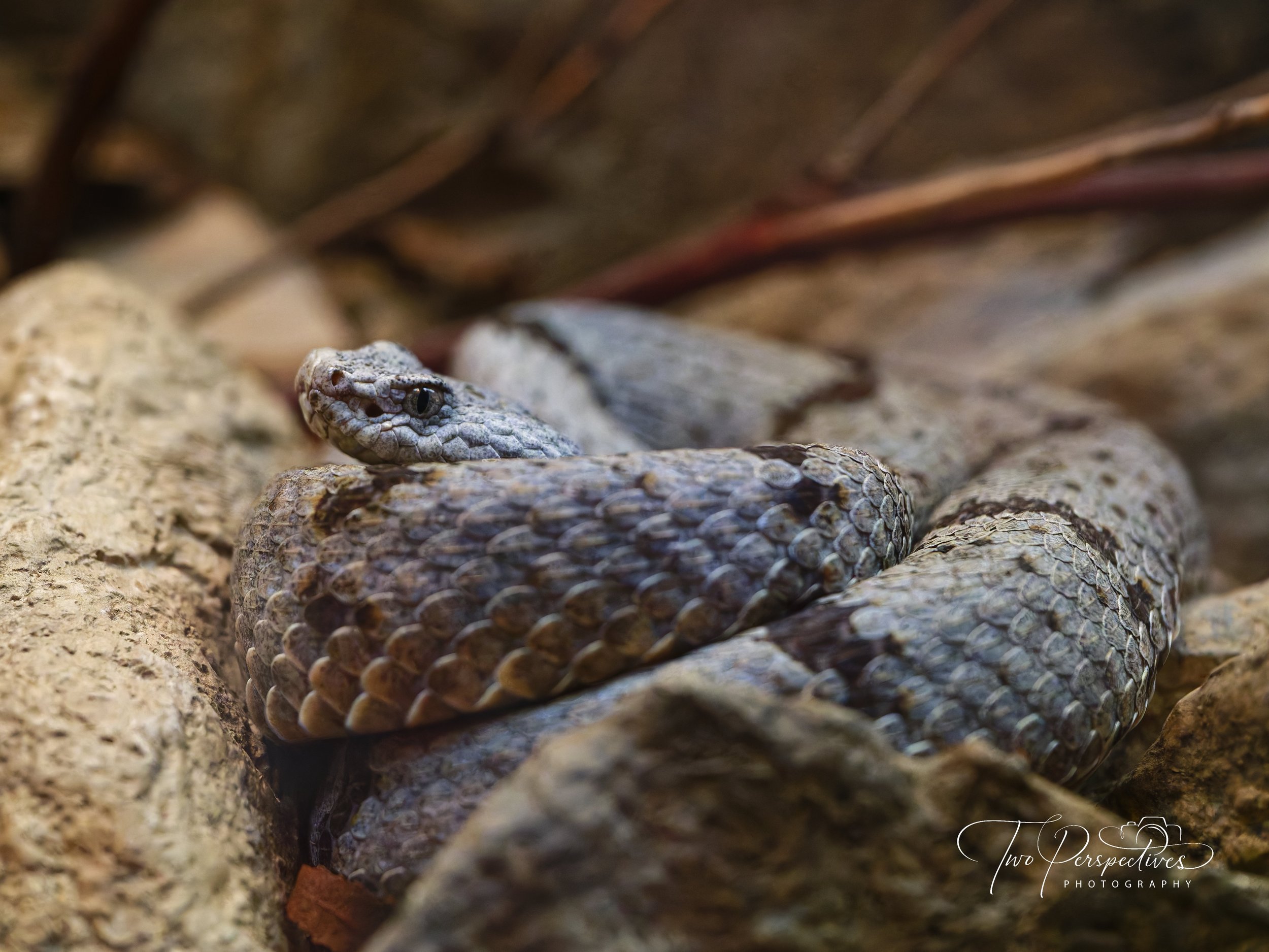 Banded Rock Rattlesnake.jpg