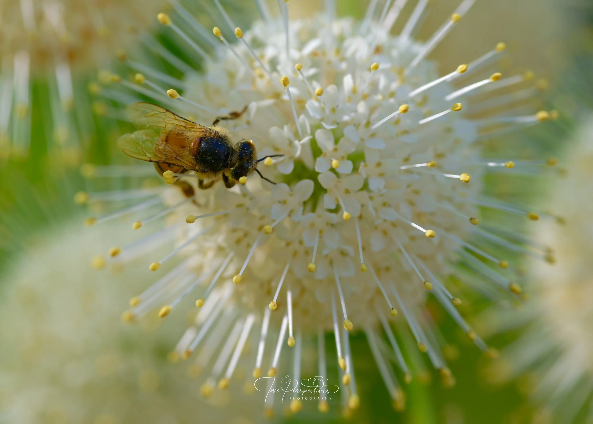 Western Honey Bee foraging on a Buttonbush.jpg