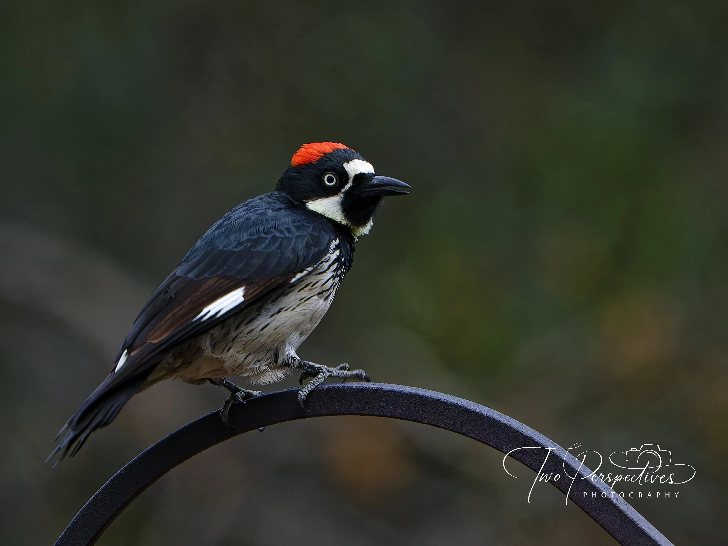 Acorn Woodpecker.jpg