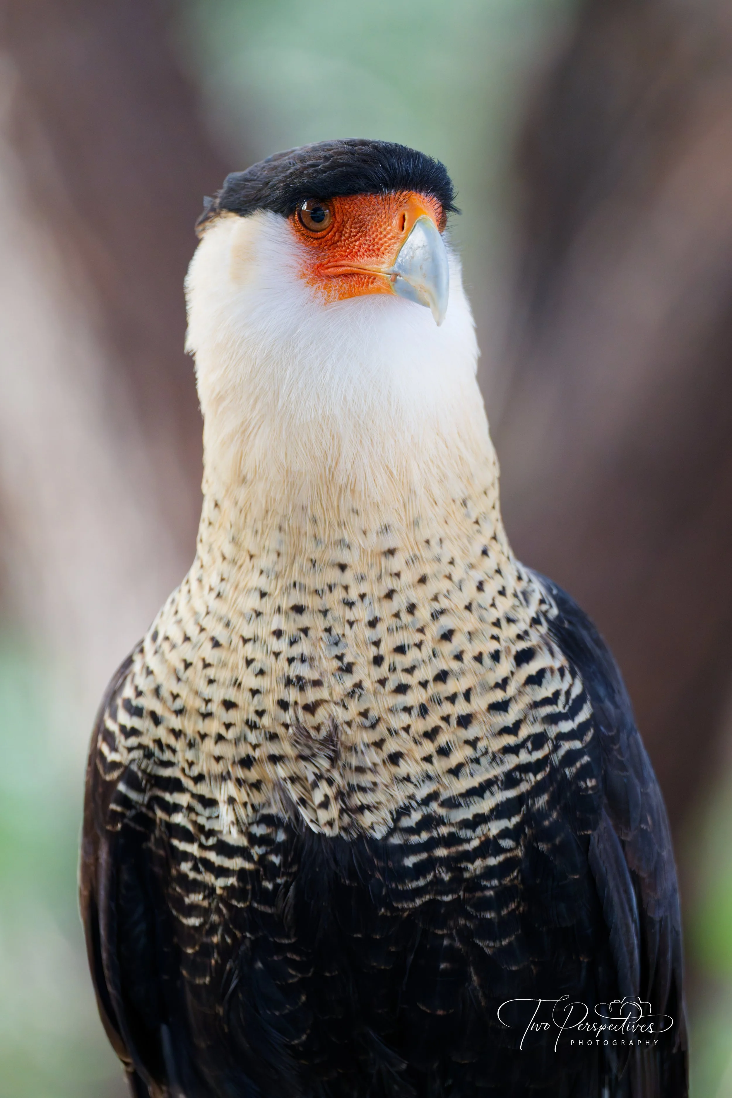 Crested Caracara 3.jpg