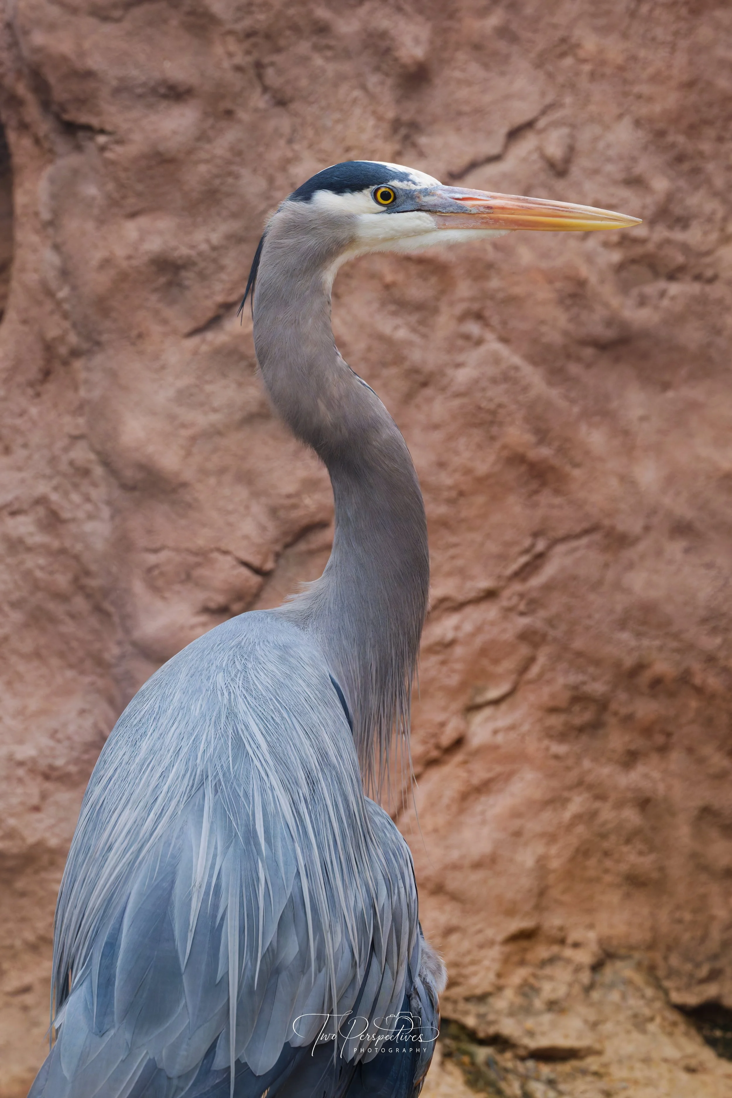 Great Blue Heron.jpg