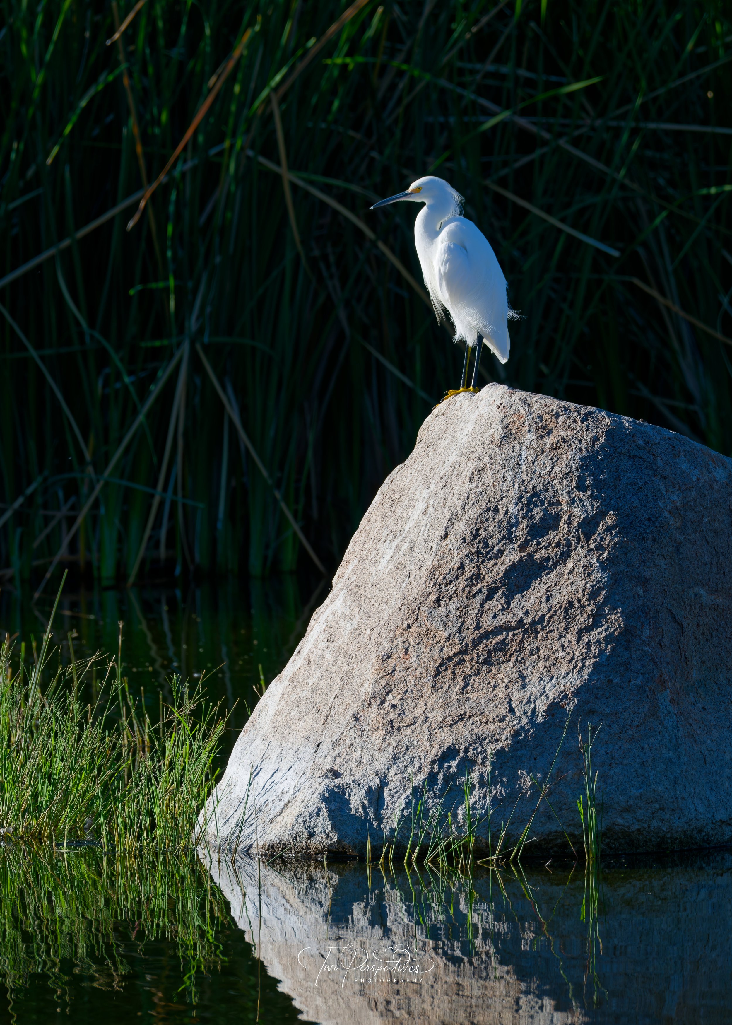 Snowy Egret.jpg