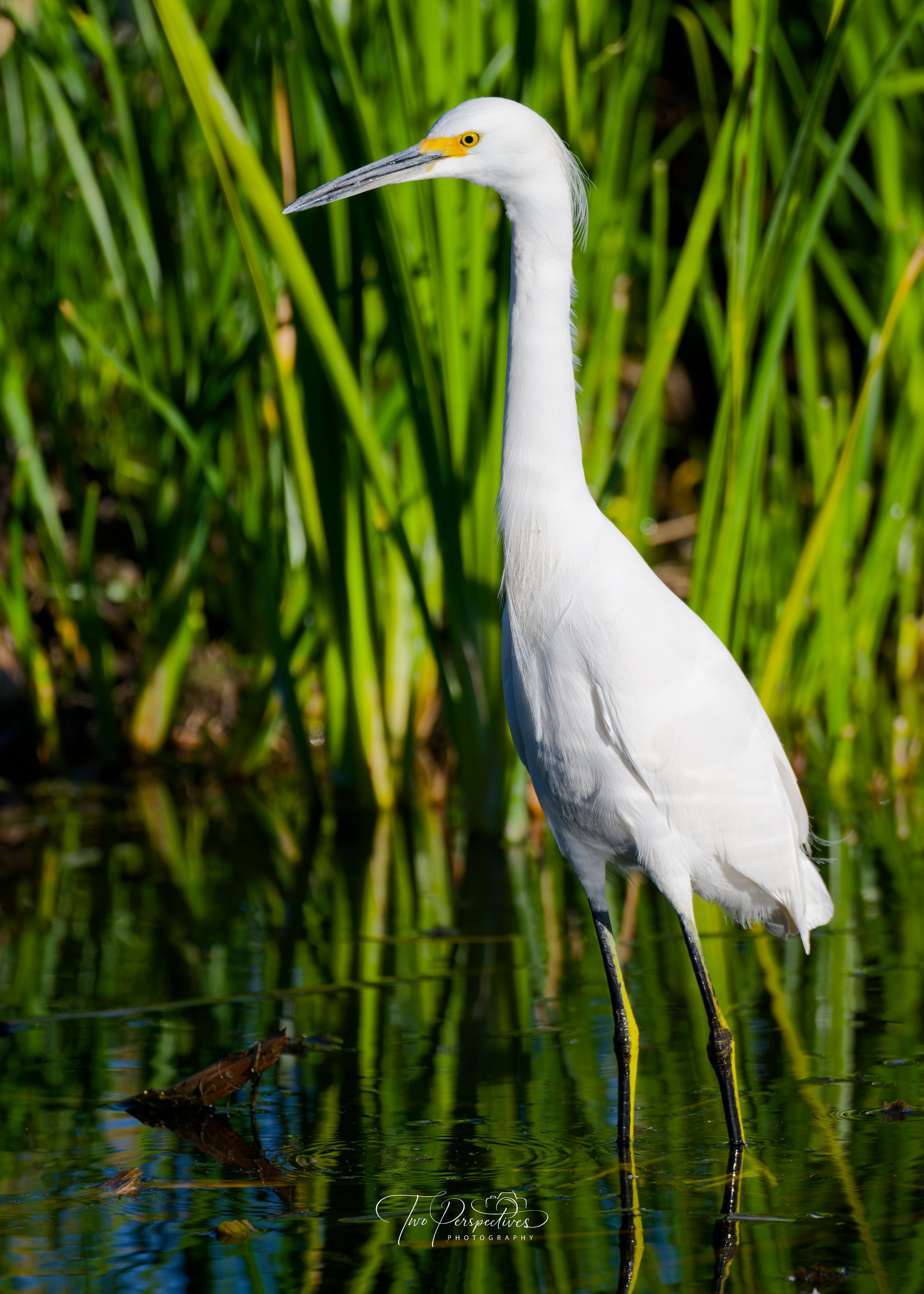 Snowy Egret Sweet Water Wetlands Tucson AZ.jpg