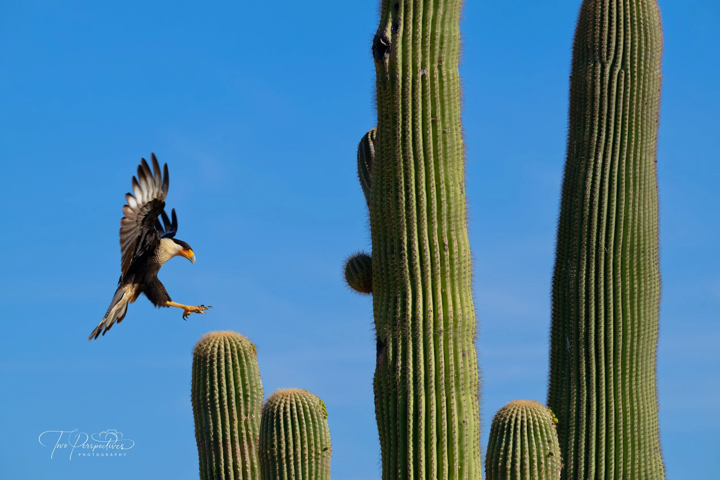 Crested Caracara 2.jpg